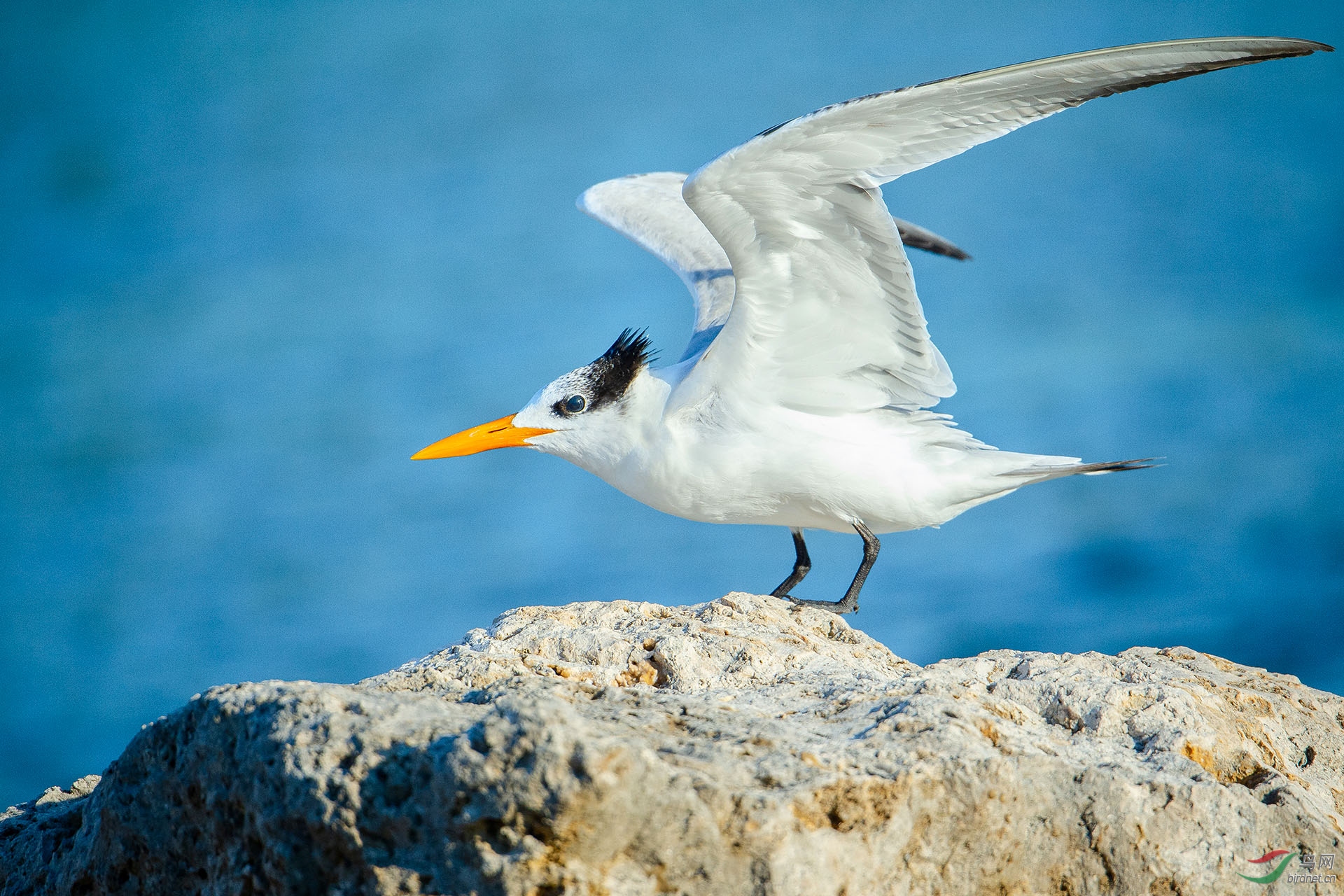 橙嘴凤头燕鸥.jpg