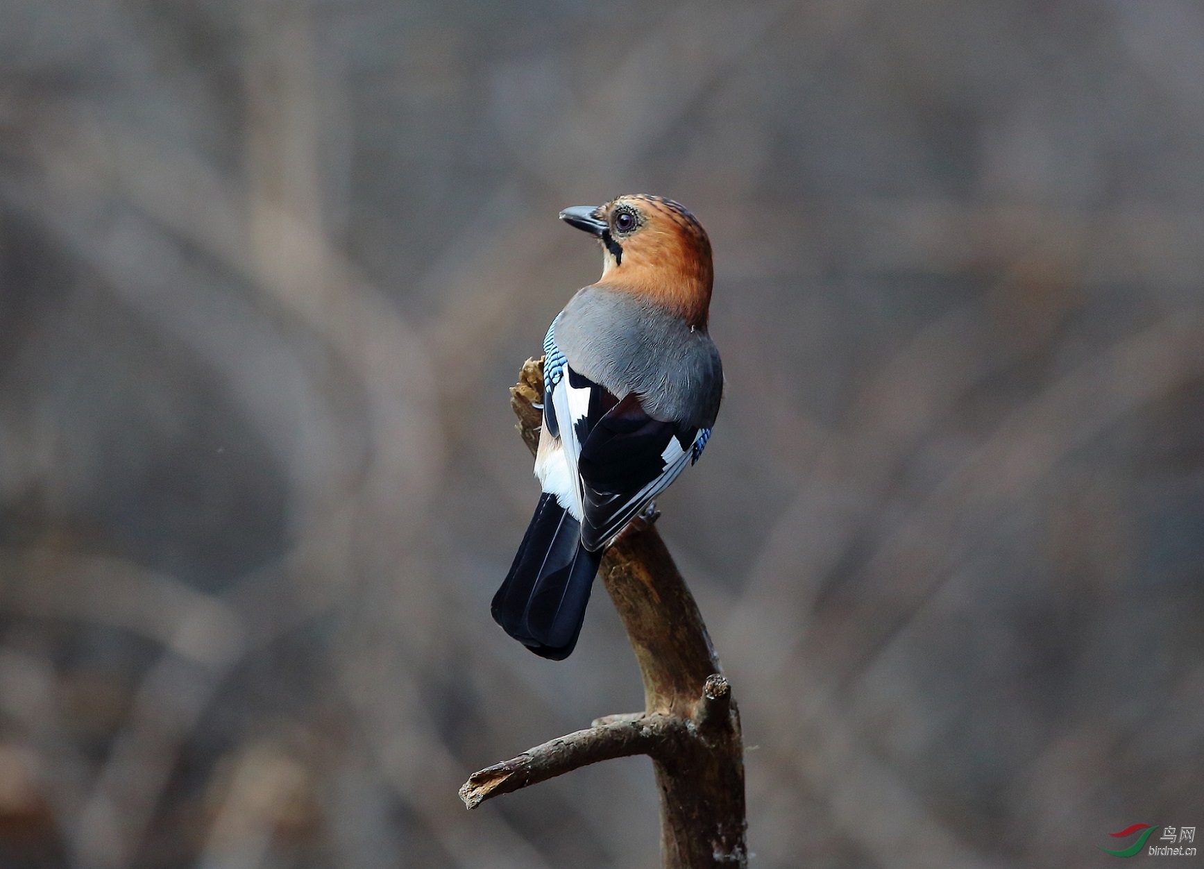 门口山上拍的松雅