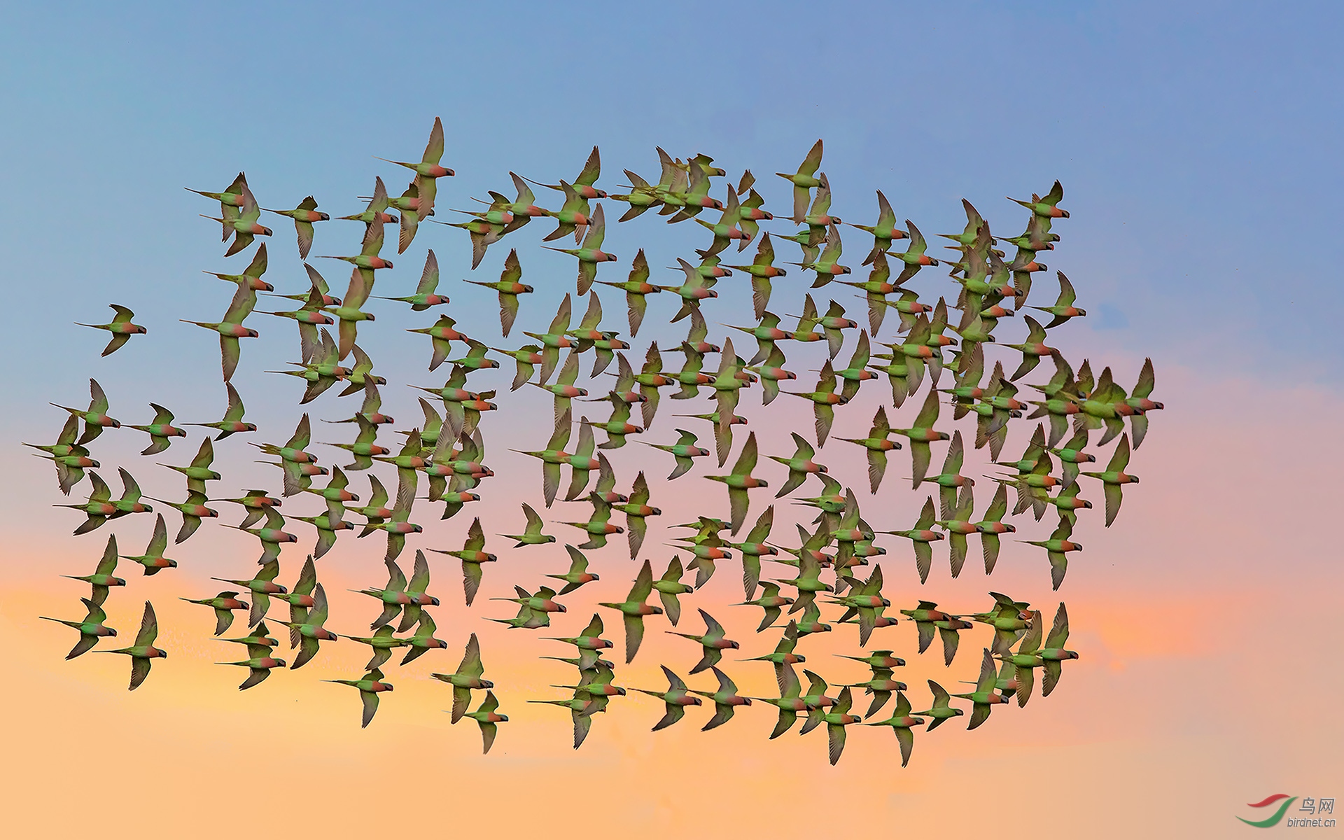 绯胸鹦鹉群飞恭贺每日一图