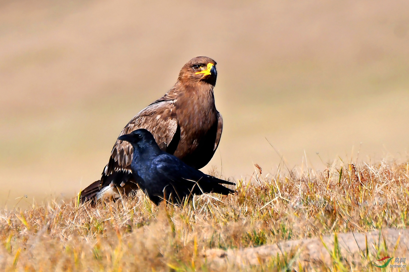 和睦相处草原雕