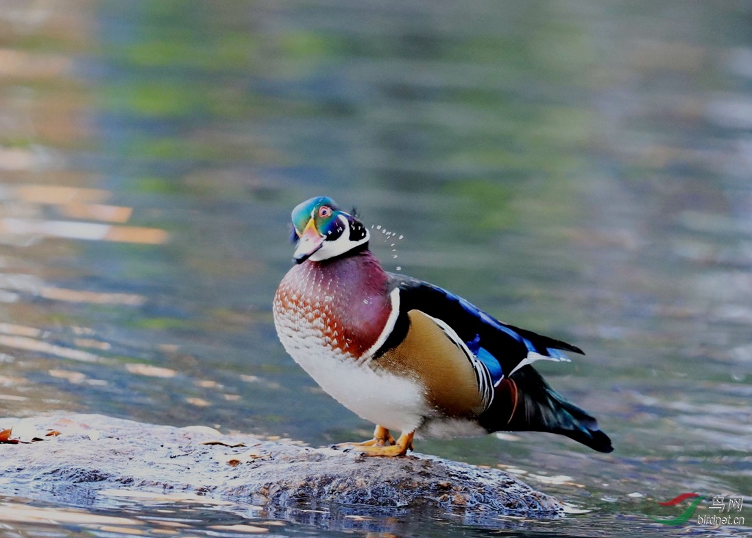 鸳鸯近亲林鸳鸯