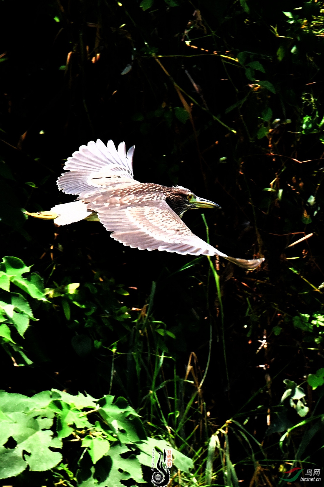 DSC_6821(1).JPG