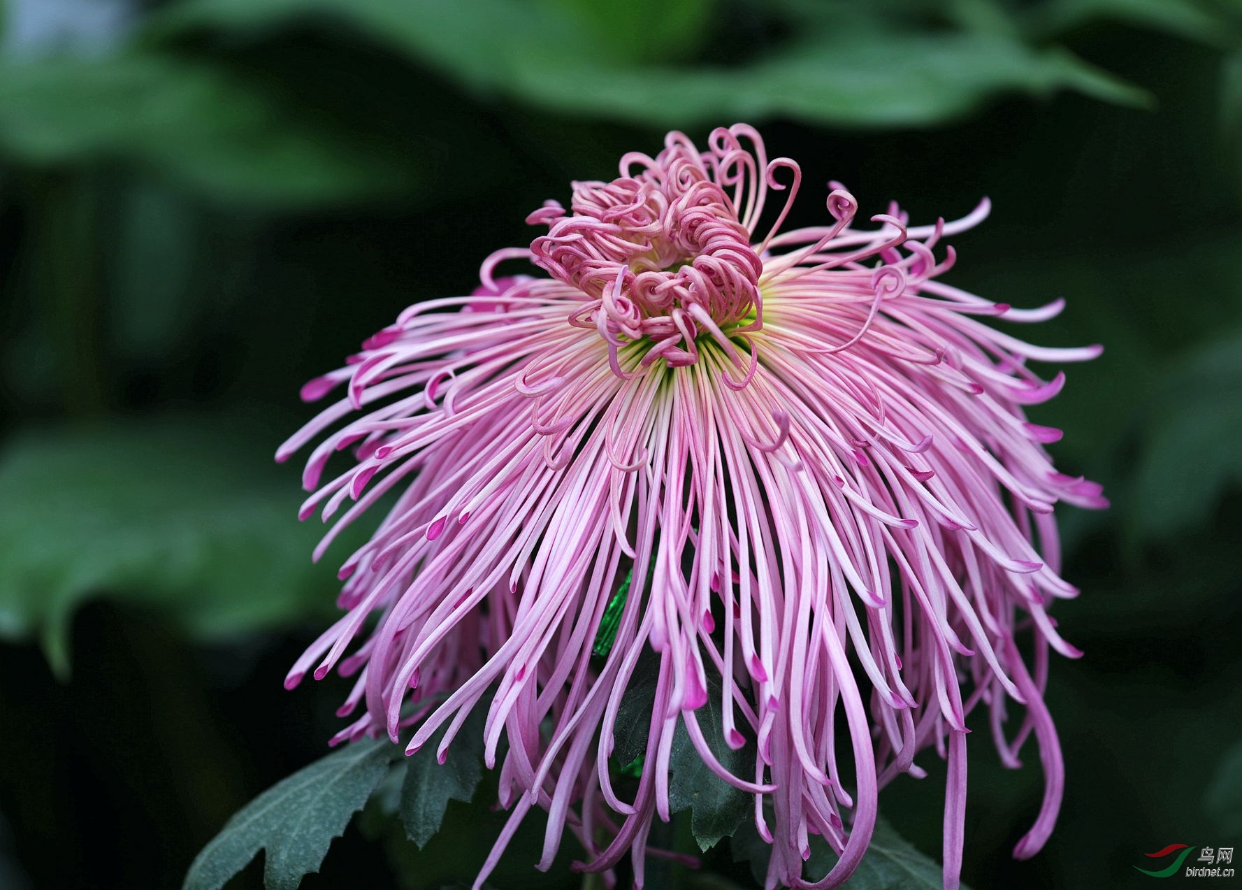 菊花二
