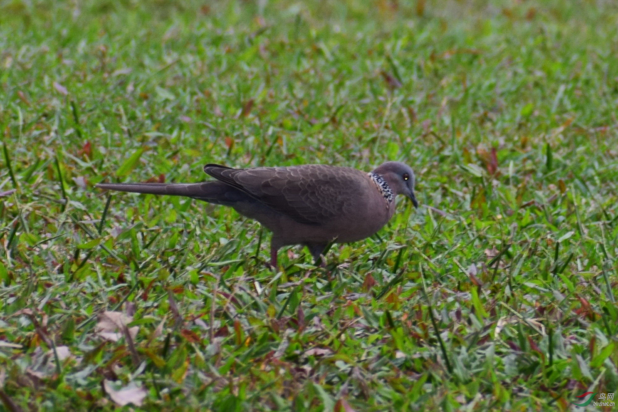 DSC_2911.JPG