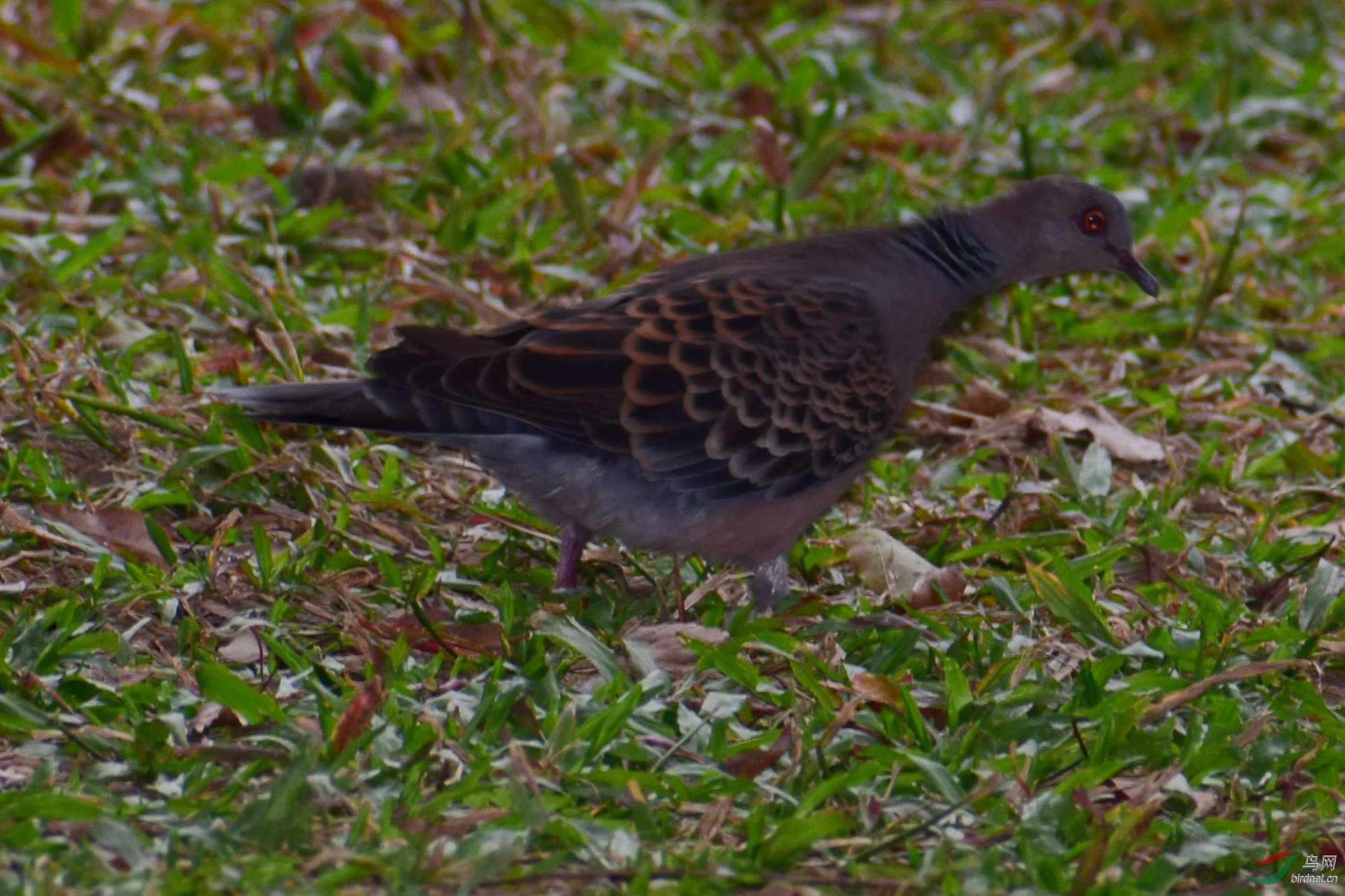 DSC_2914.JPG