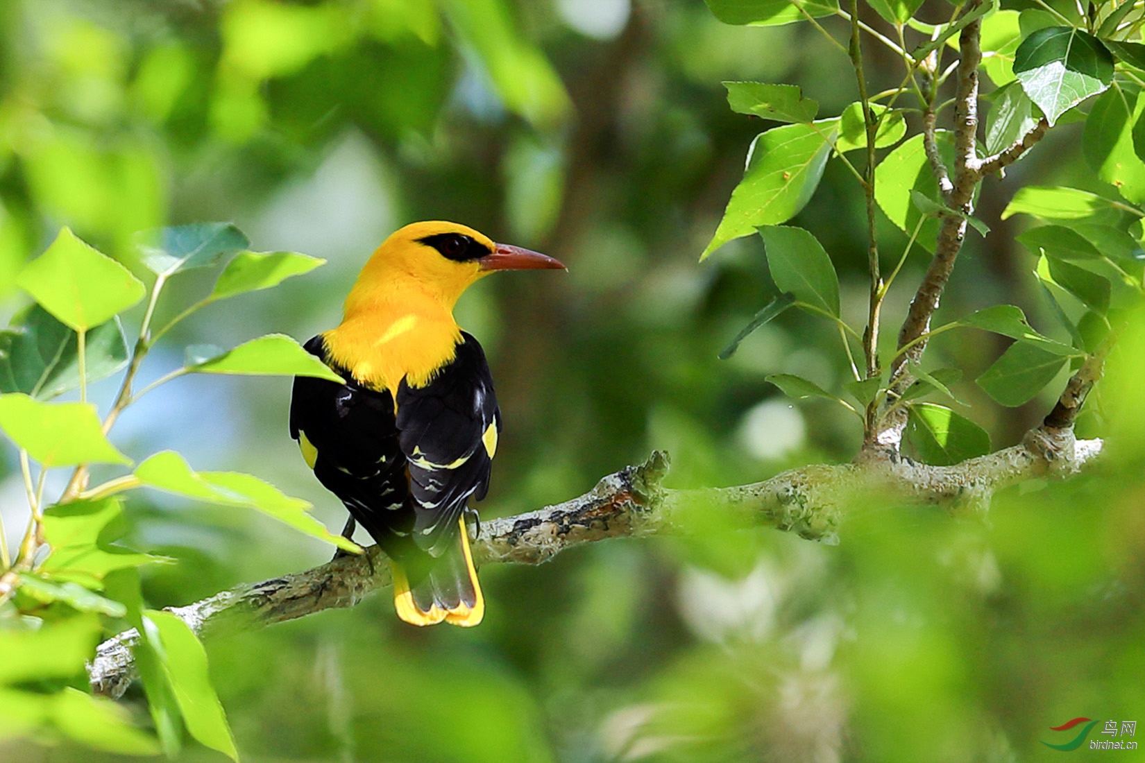 一只印度金黄鹂