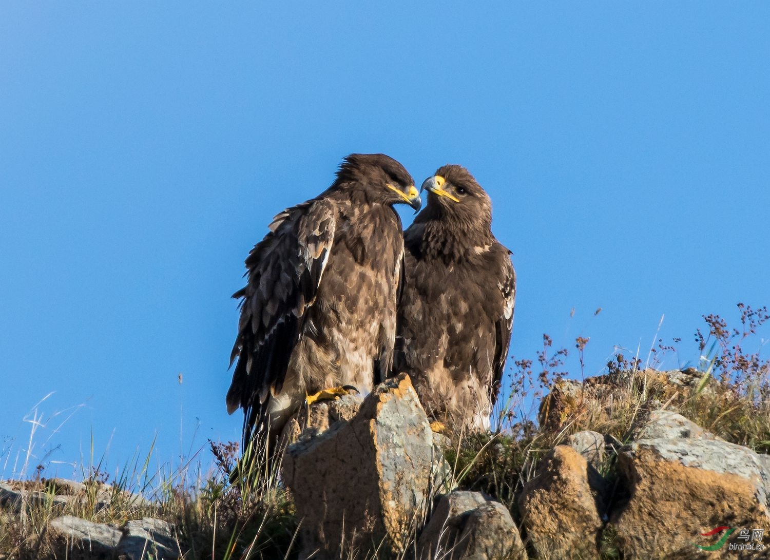 相依相偎的草原雕