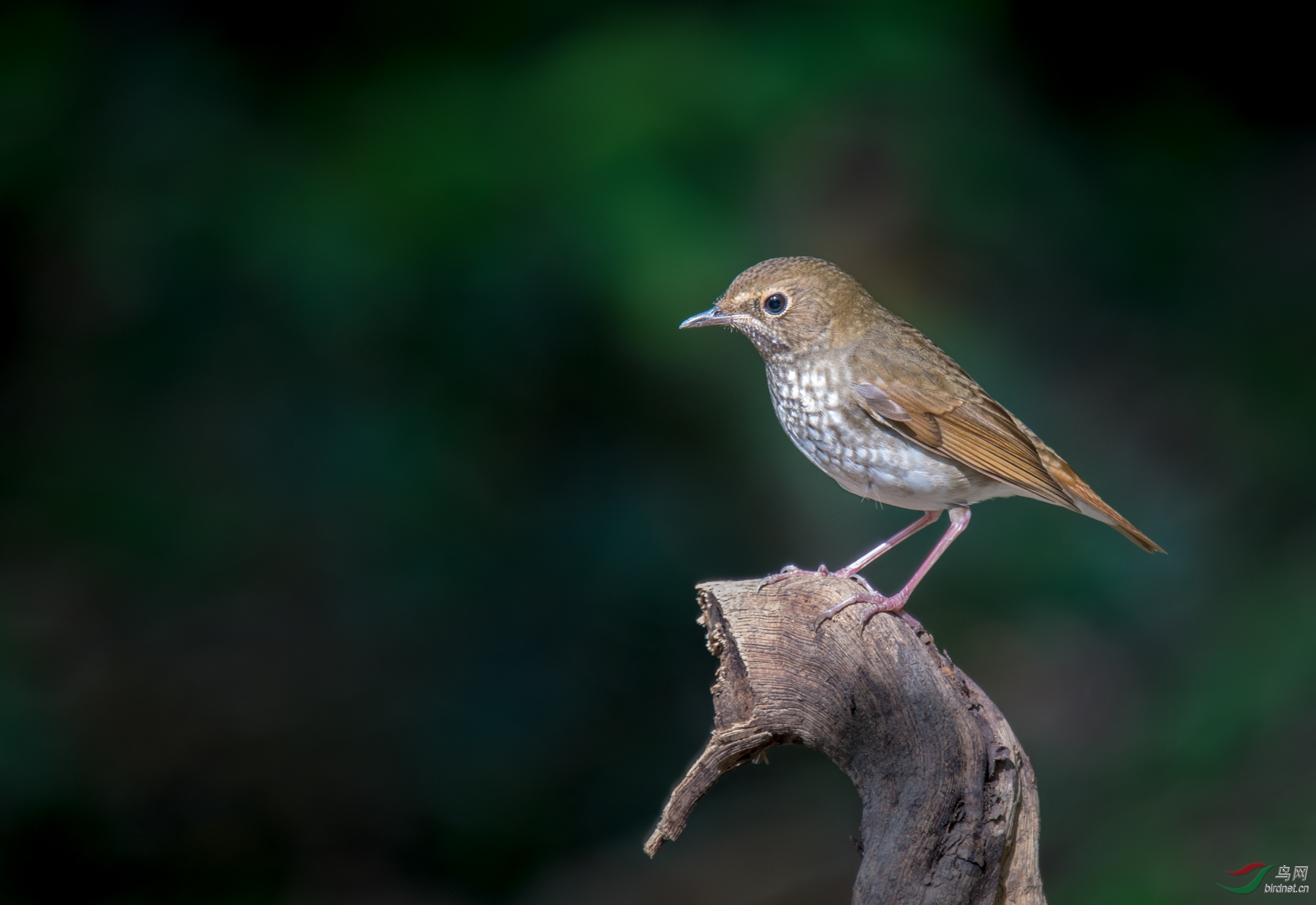 红尾歌鸲rufoustailedrobin