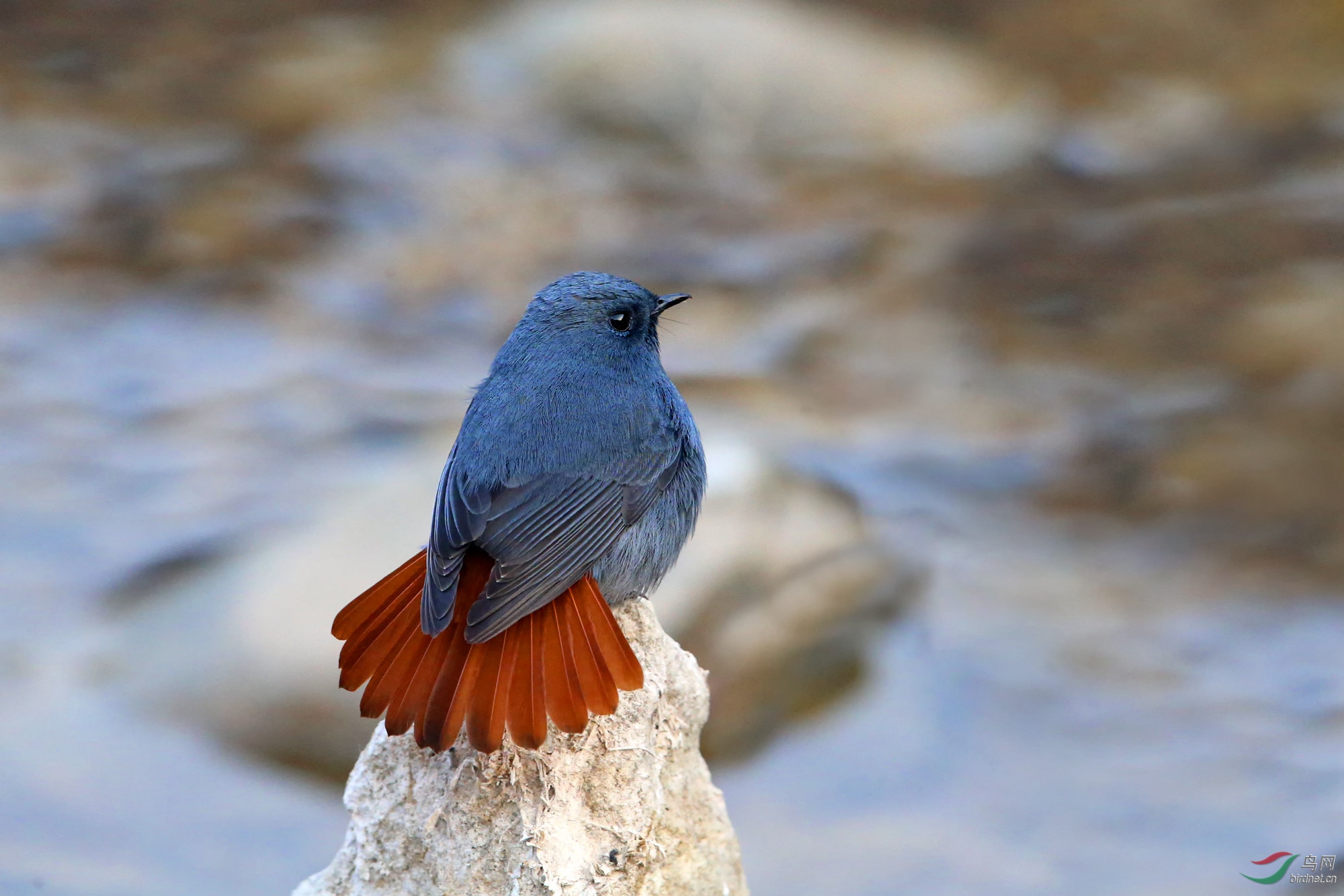 机灵的红尾水鸲恭贺获得鸟类精华