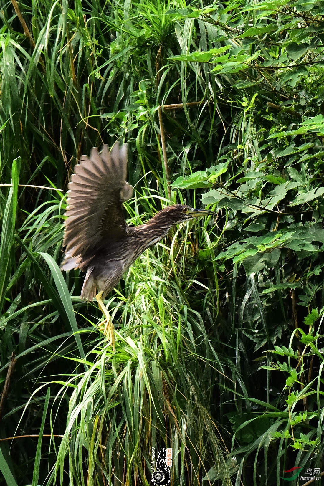 DSC_7051.JPG