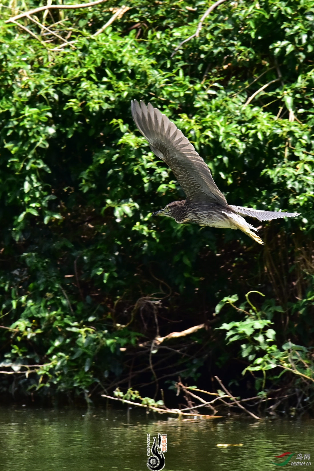 DSC_7132.JPG