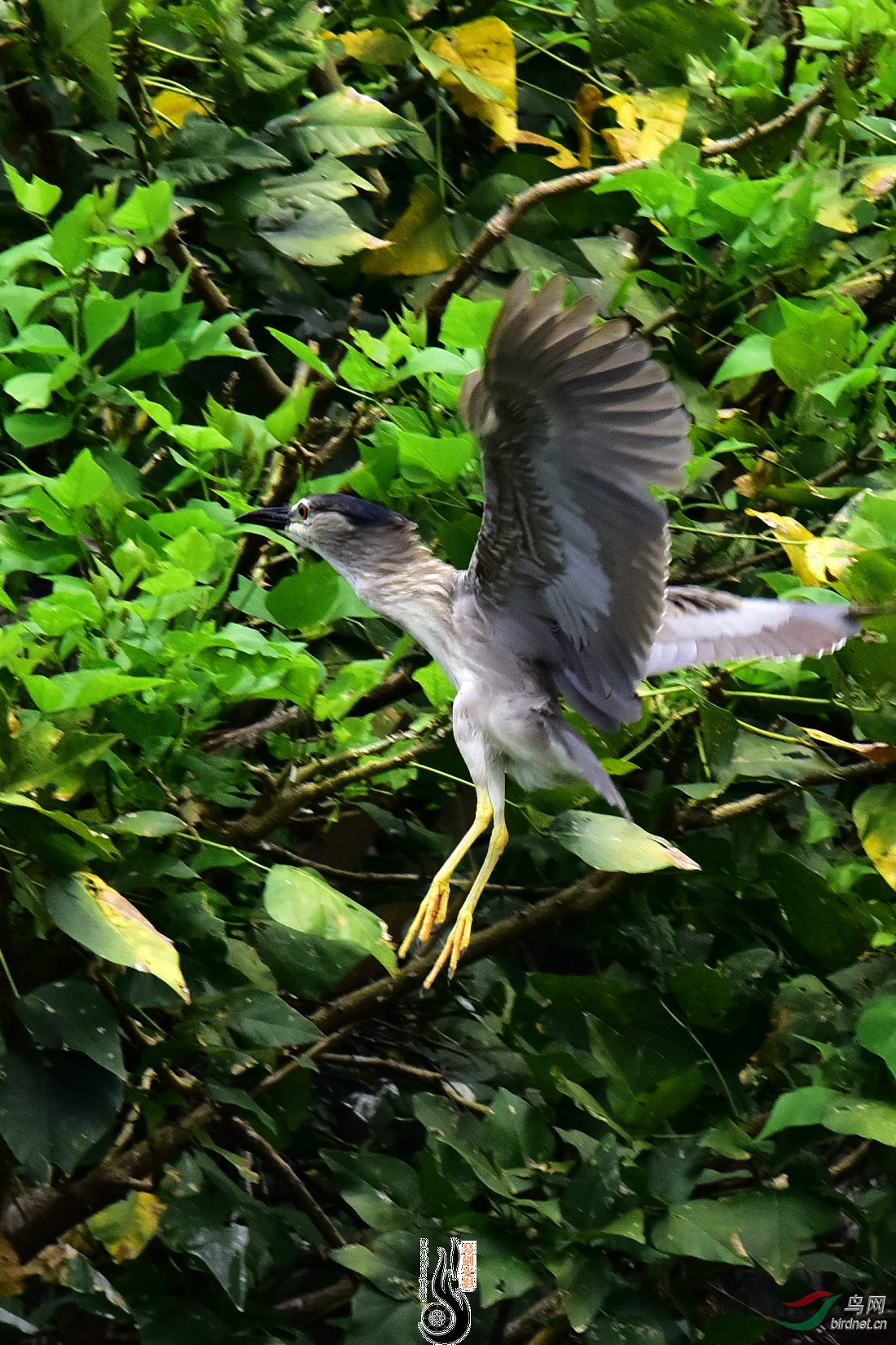 DSC_7233.JPG