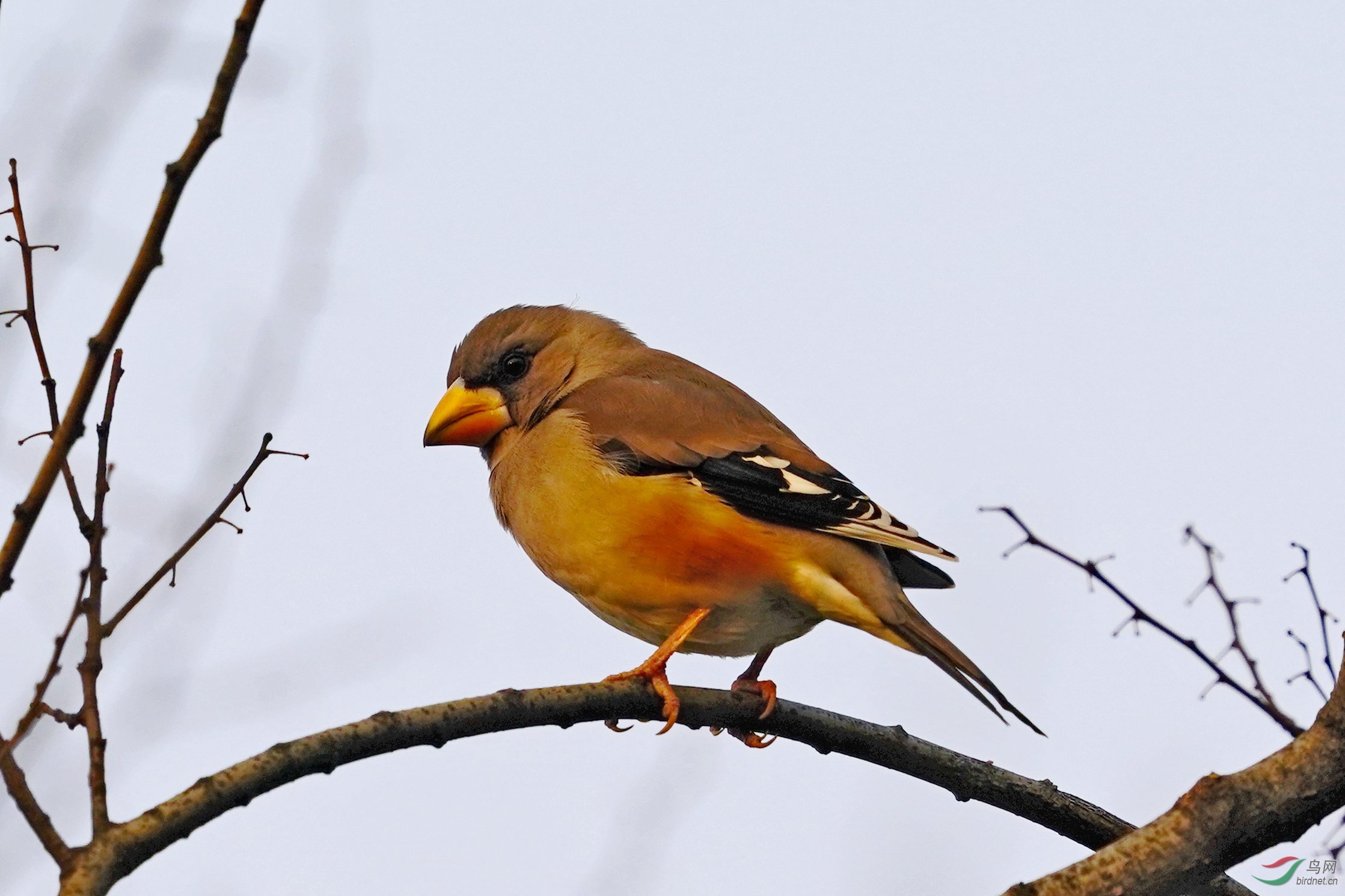 111 黑尾蜡嘴雀.jpg