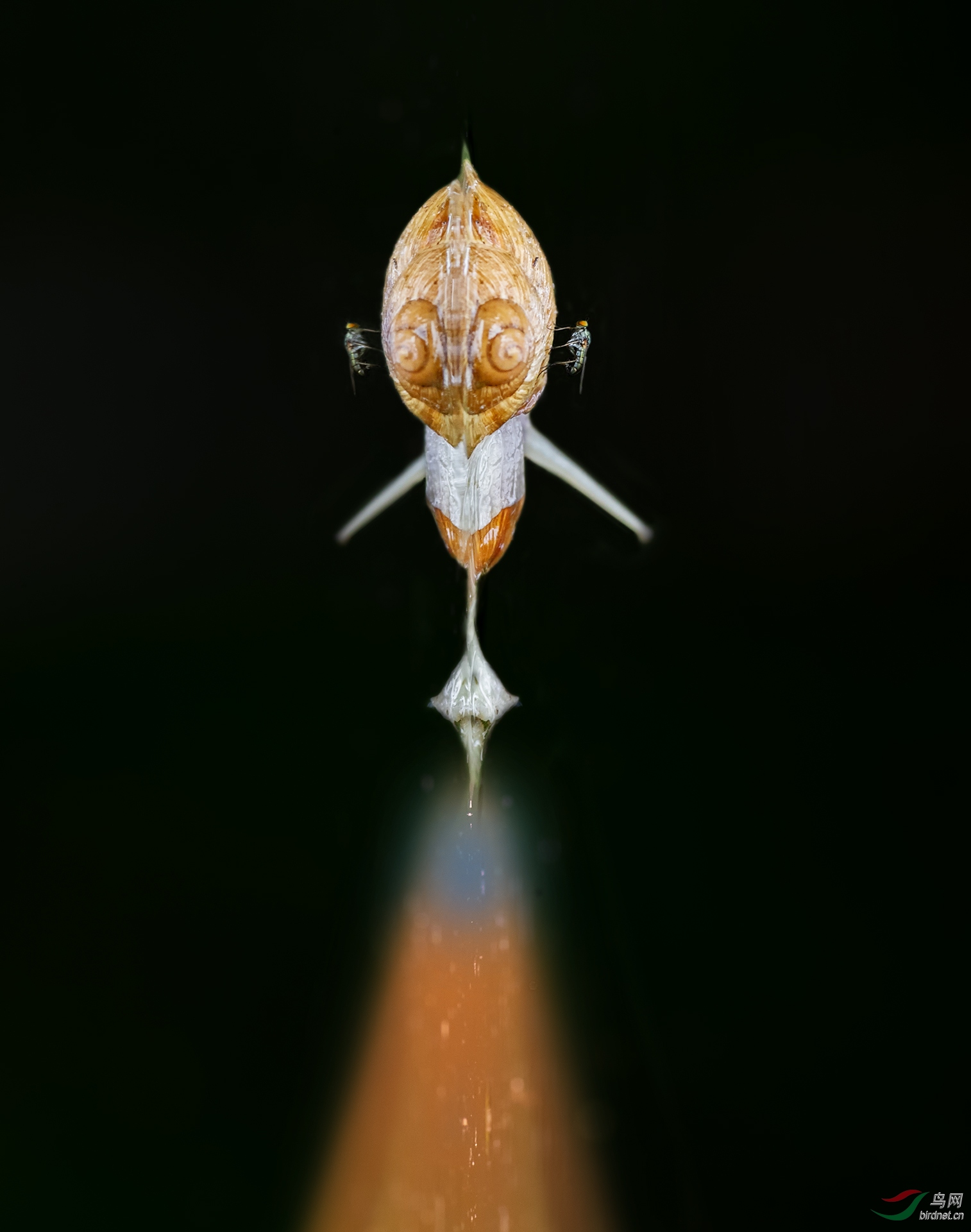 蜗牛号宇宙飞船