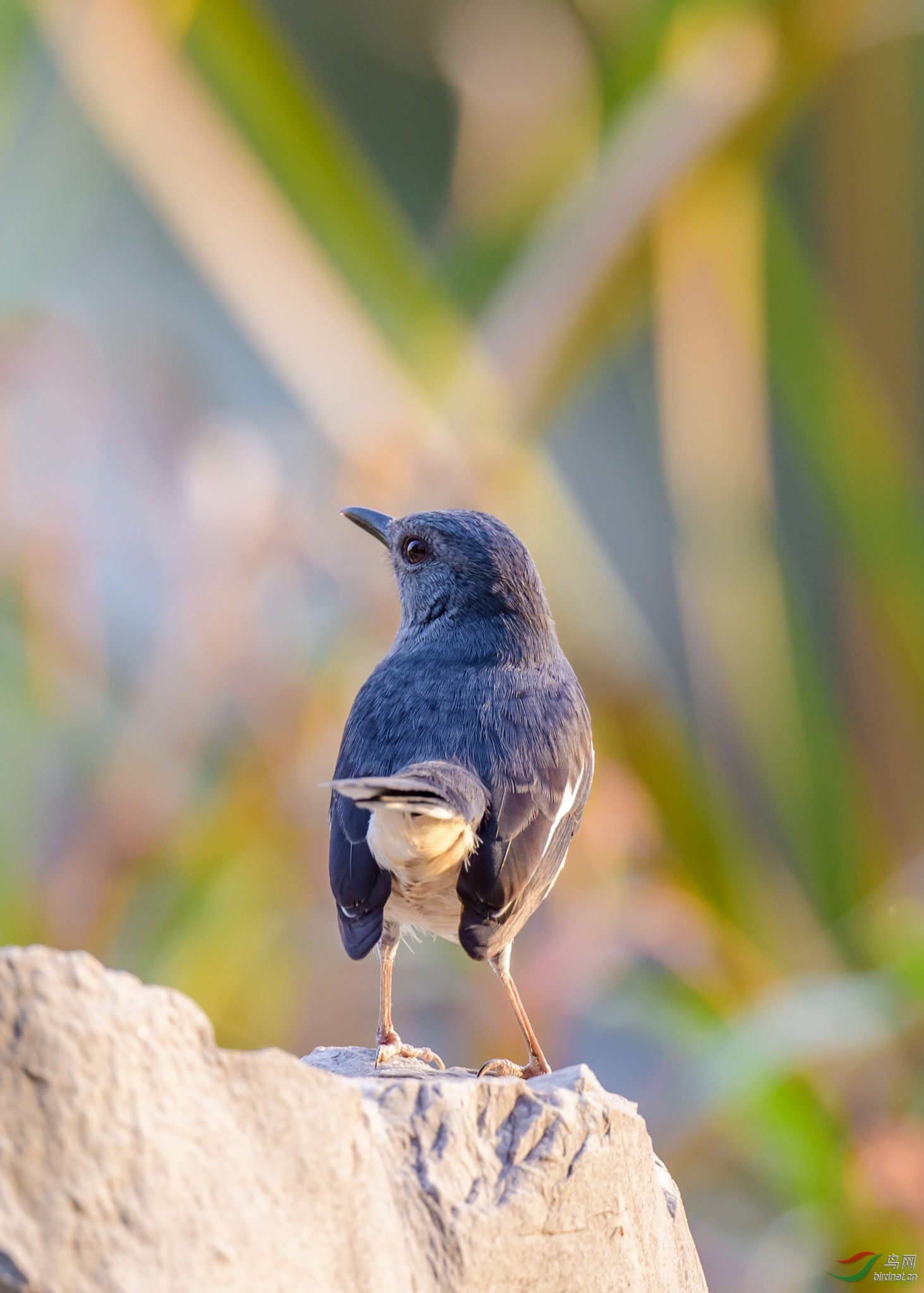首次林鸟版上图雌鹊鸲还望大家多多指教