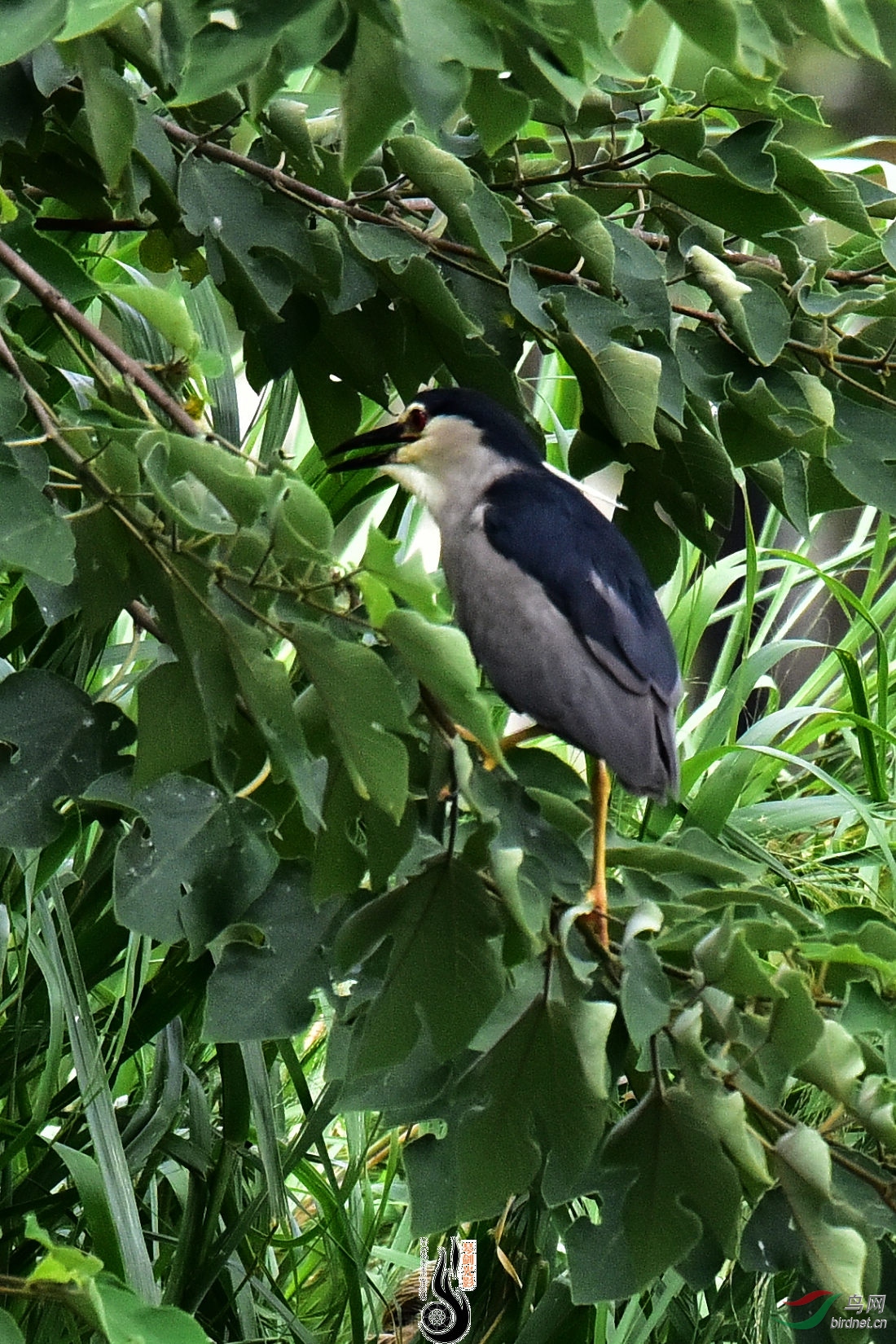 DSC_7367.JPG