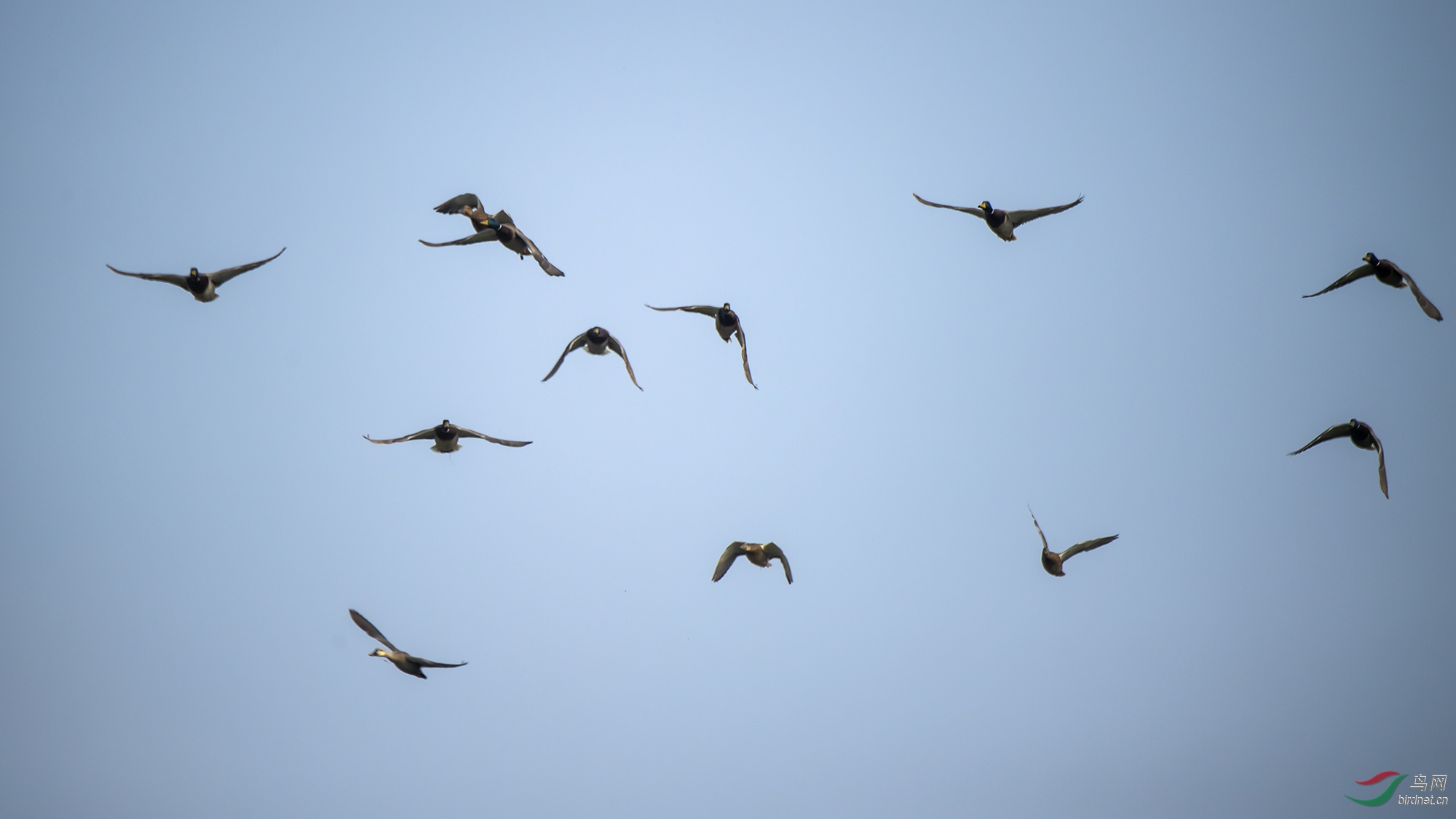 绿头鸭大军迁徙丹江系列一2jpg