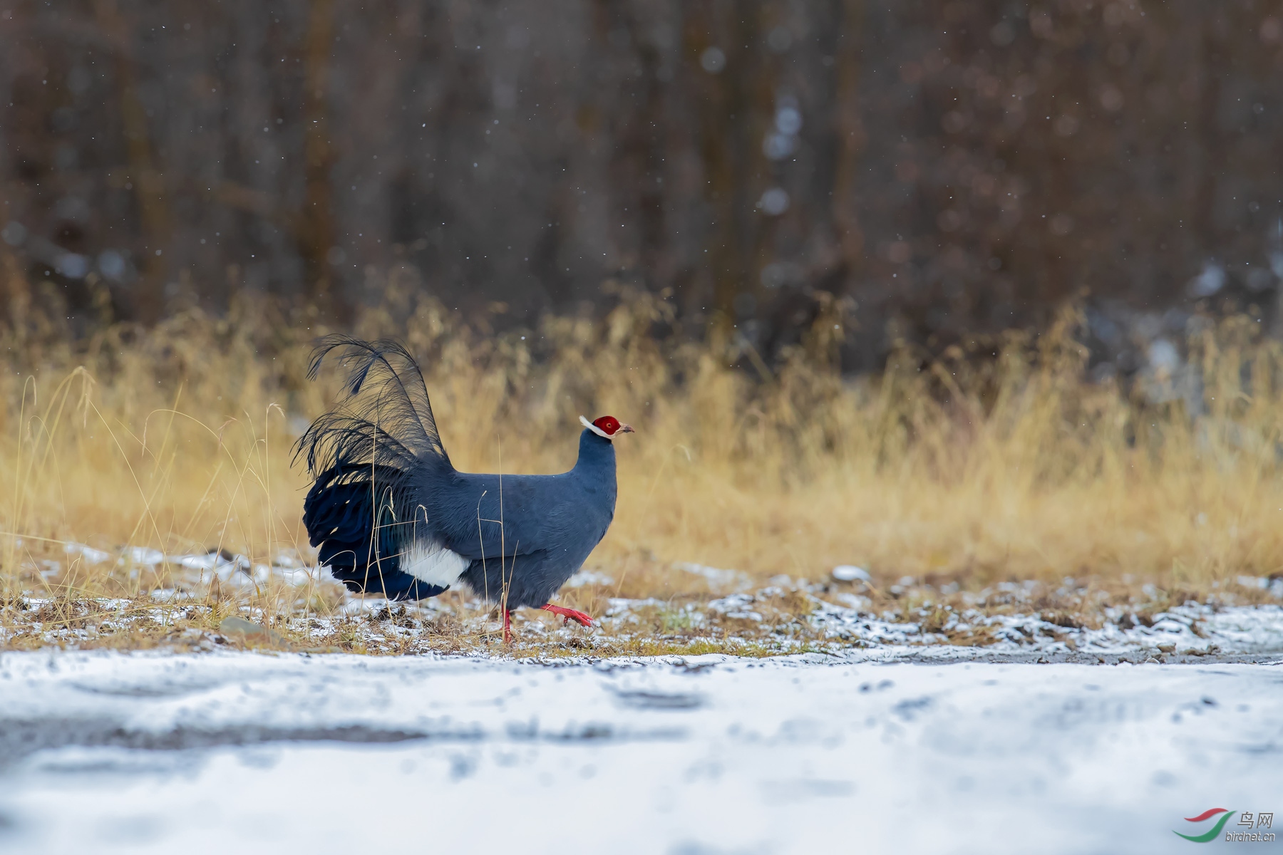 蓝马鸡【贺获鸟类精华】