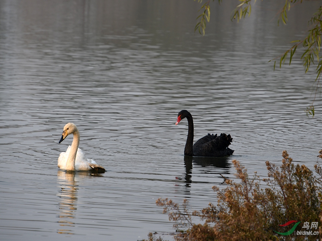 黑天鹅与白天鹅