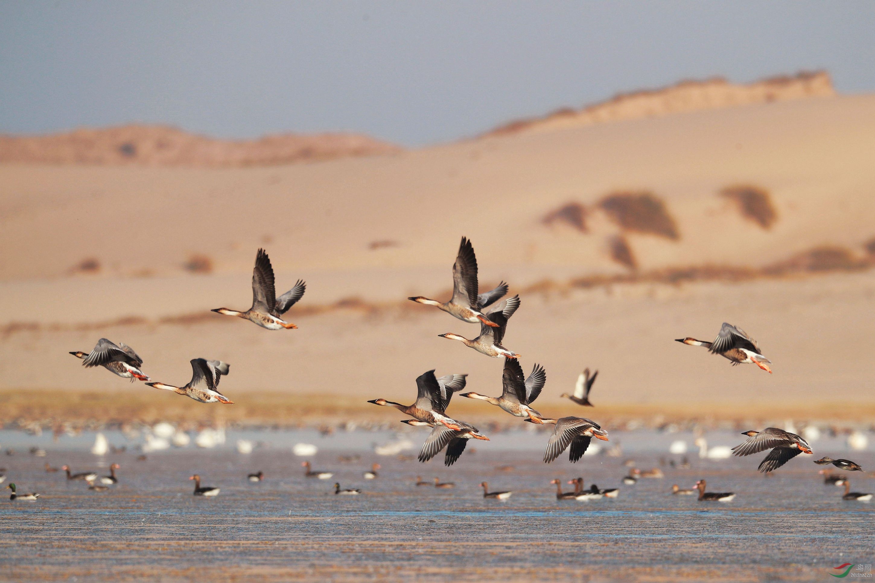 《欢畅的鸿雁》