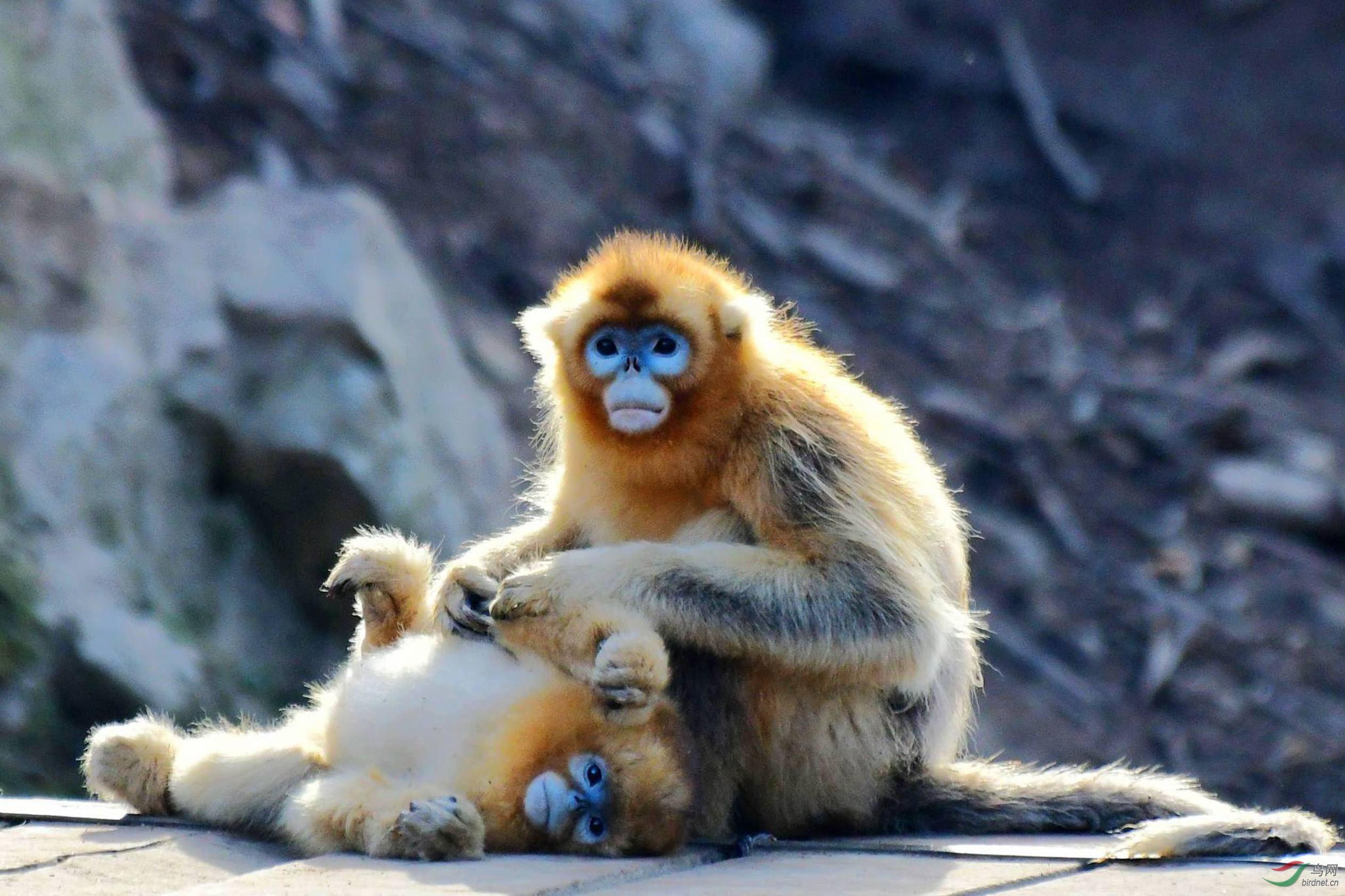 [动物] 母爱------金丝猴