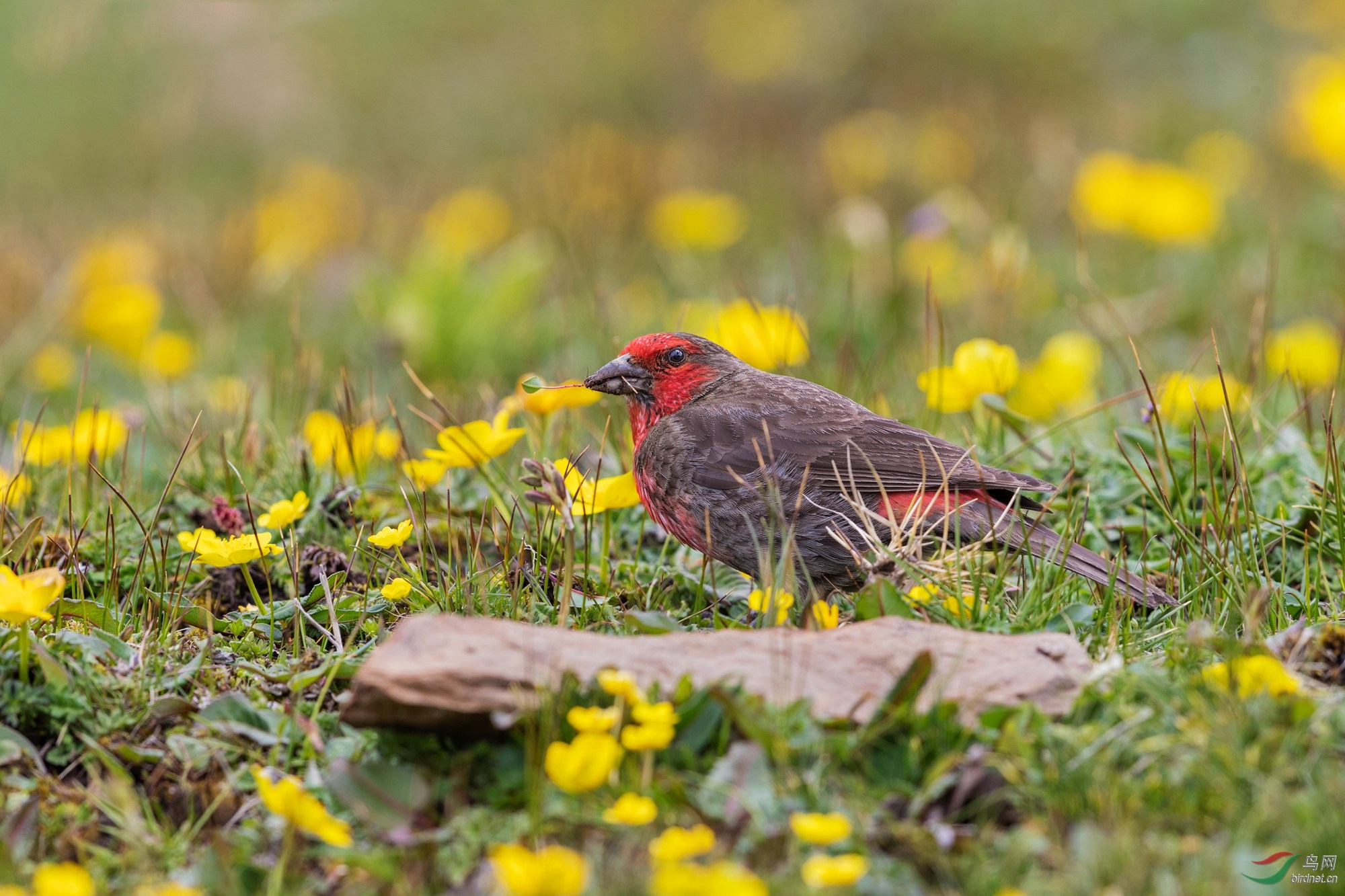 这个特别好吃红胸朱雀
