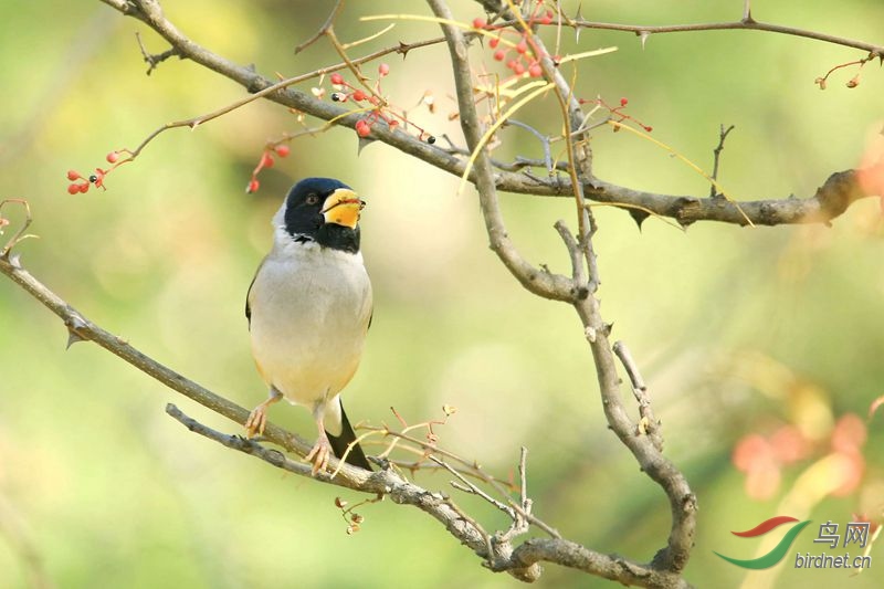 吃花椒籽的腊嘴雀