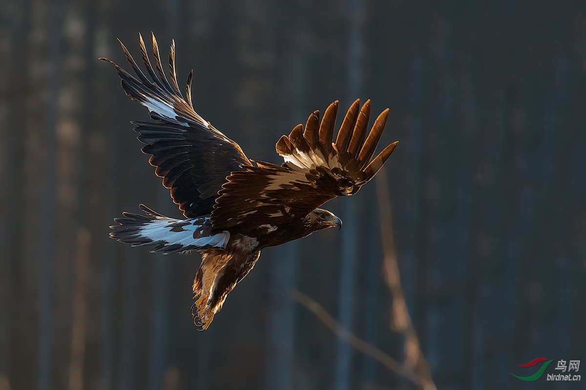 草原雄鹰----金雕