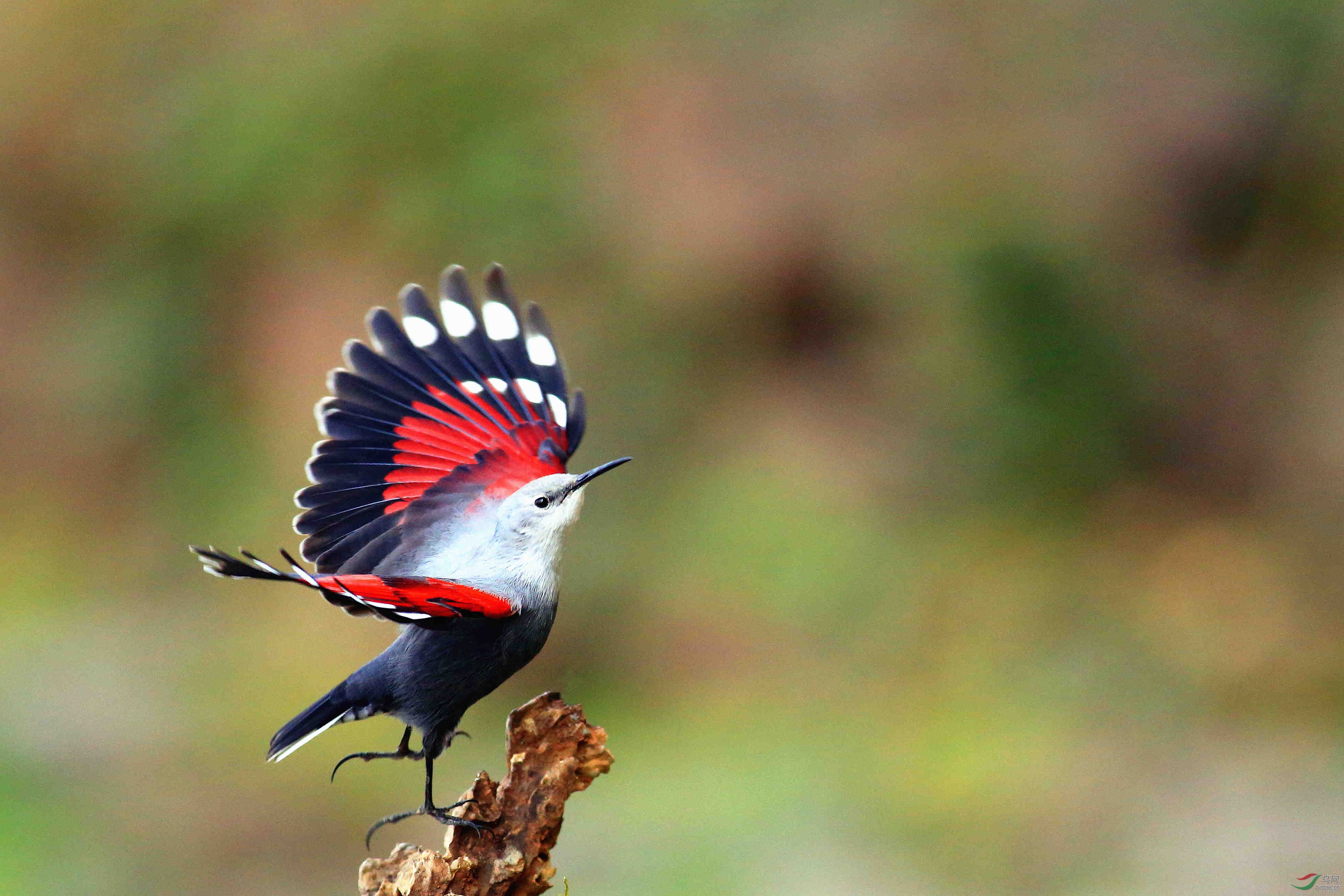 红翅旋壁雀腾飞!