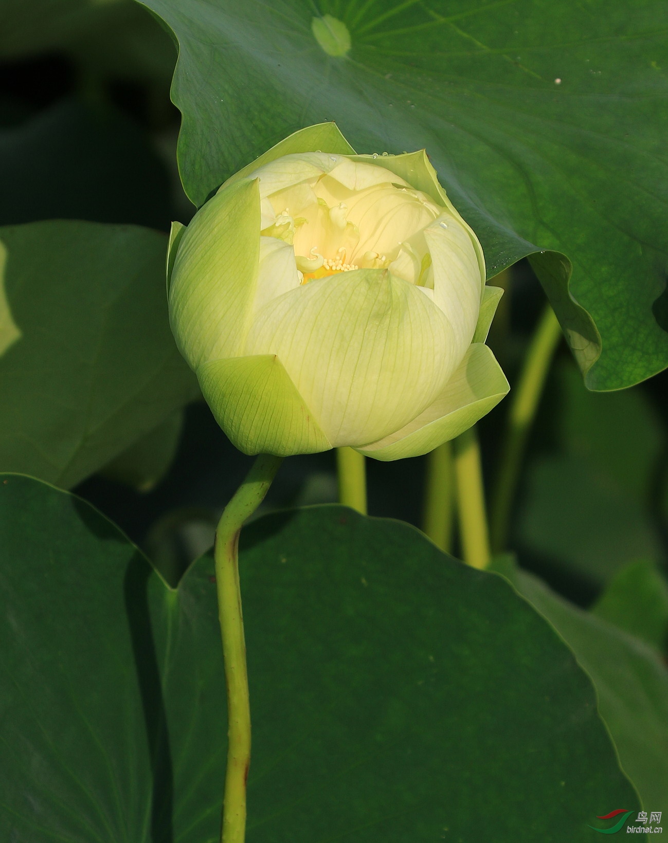 晓荷戴露展新姿