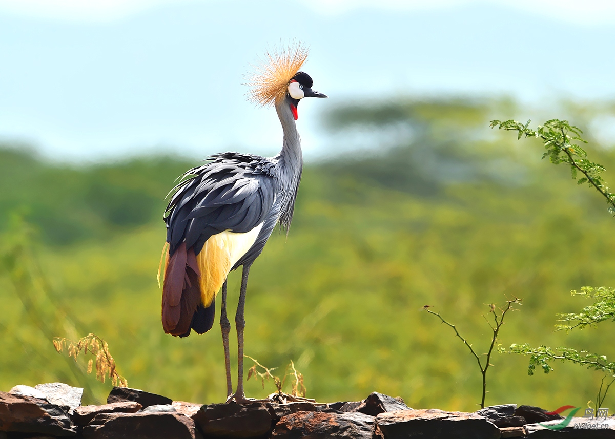 国外优雅高贵东非冕鹤