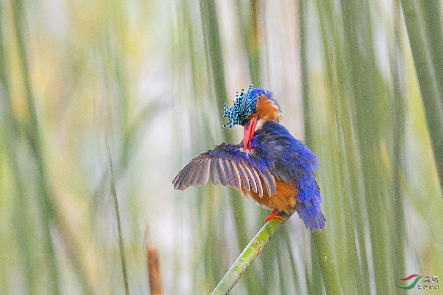 杠头开花(冠翠鸟)祝贺大宁970,上海眯眯眼荣获最佳版主