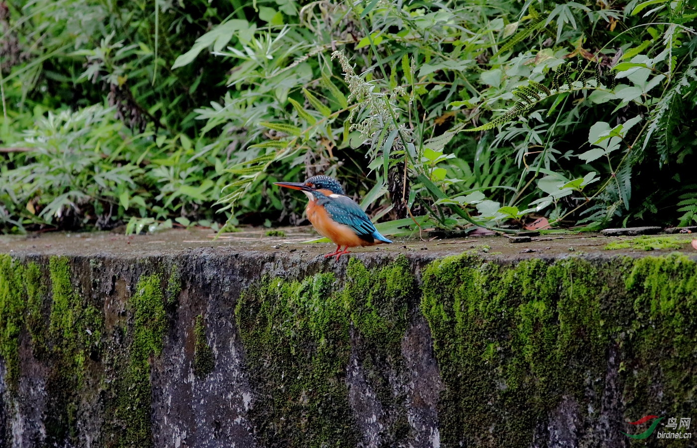 IMG_5232-1.JPG