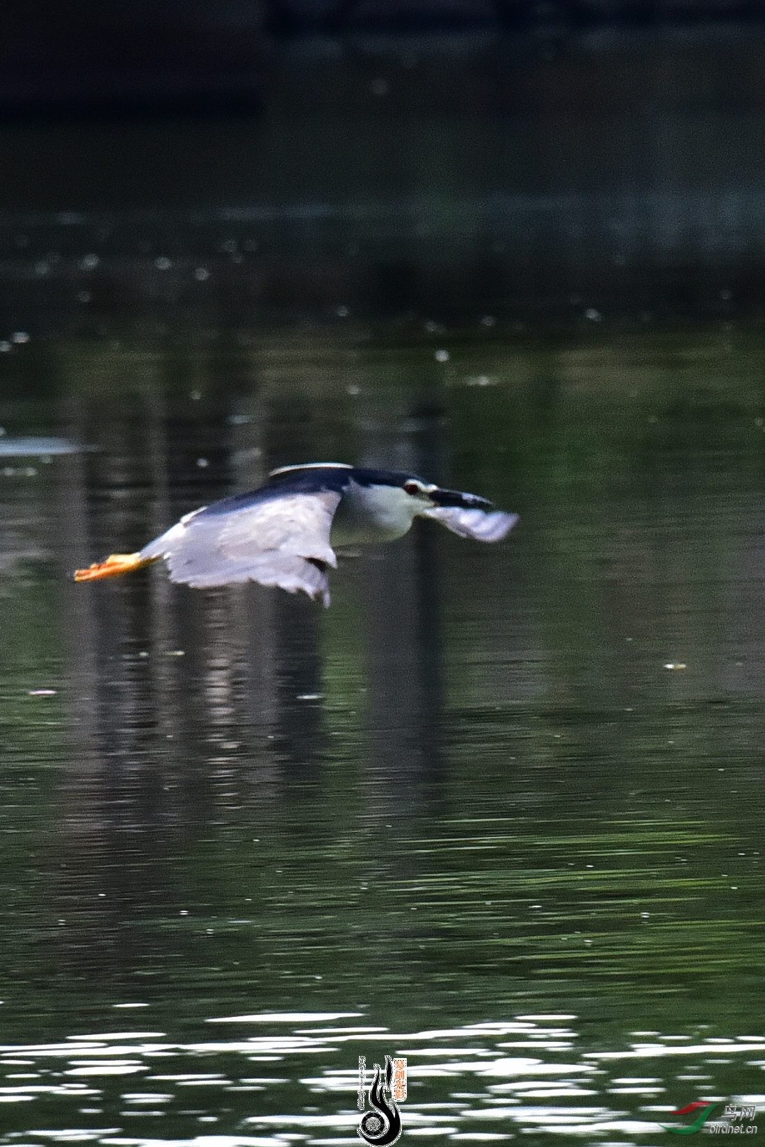 DSC_7733.JPG
