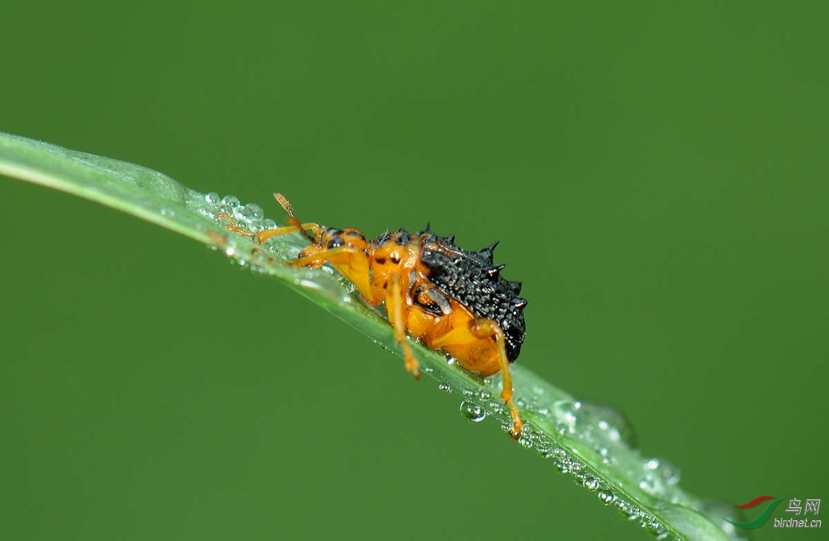 一组露珠昆虫