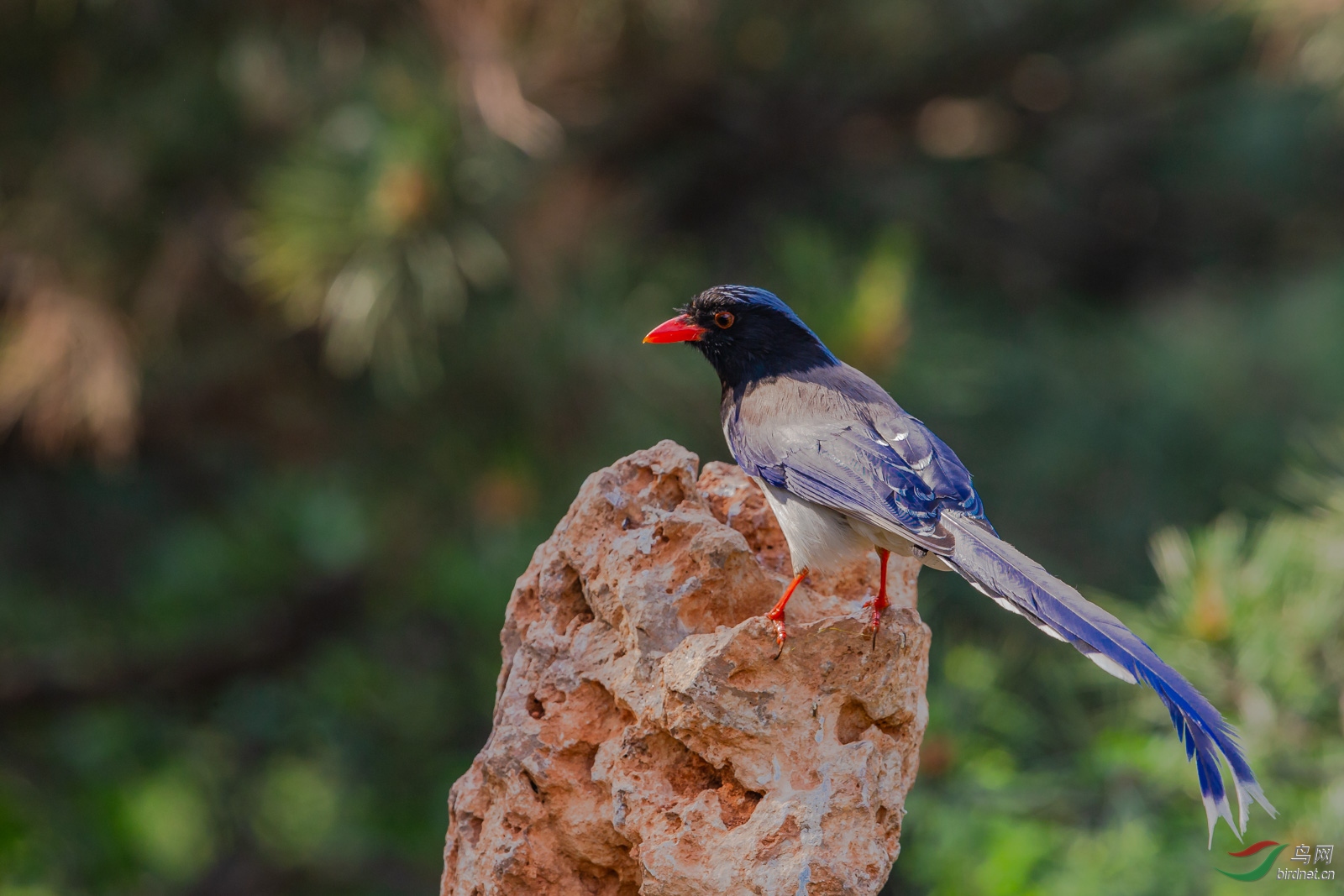 红嘴蓝鹊