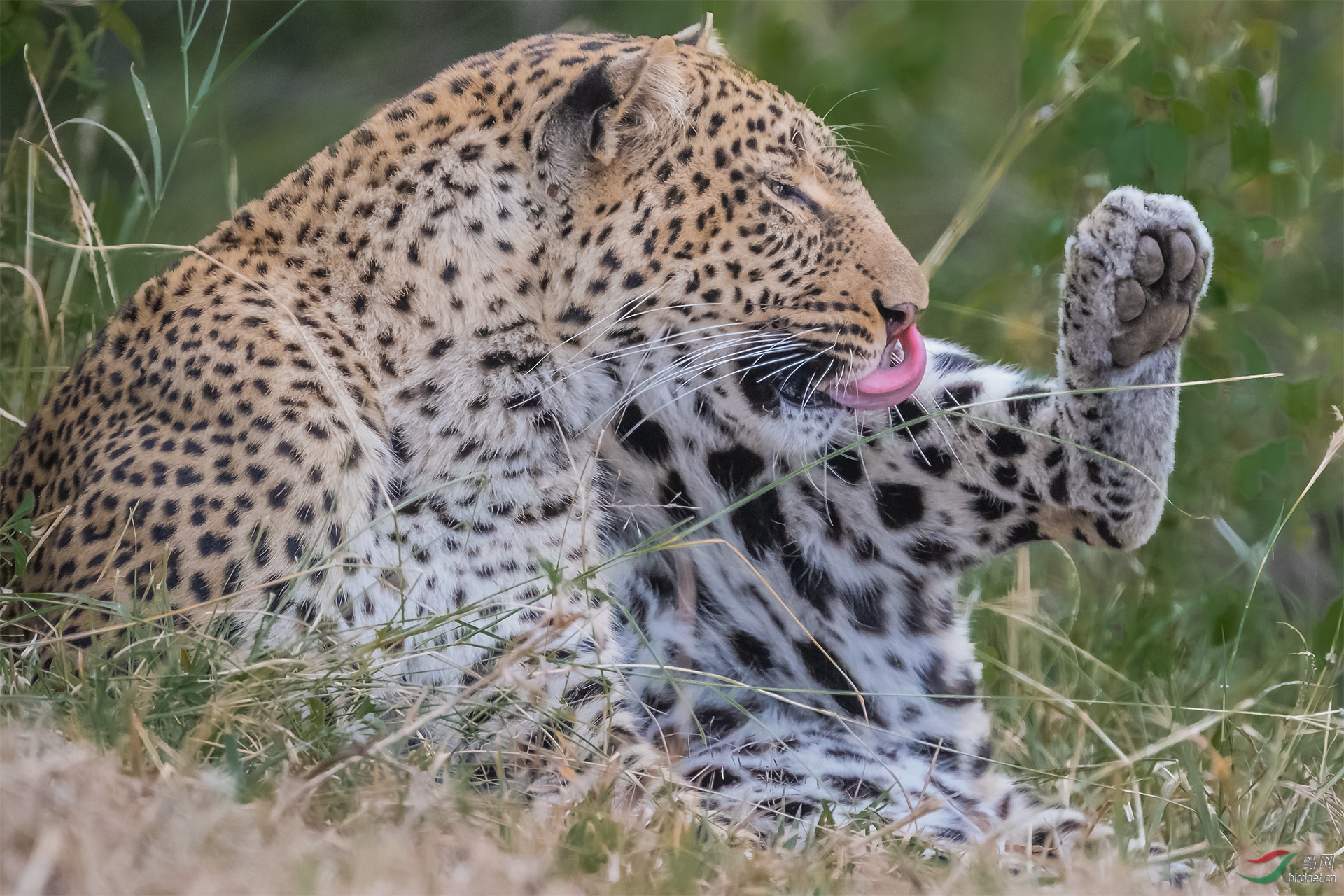 马赛马拉5528花豹舔腿.jpg