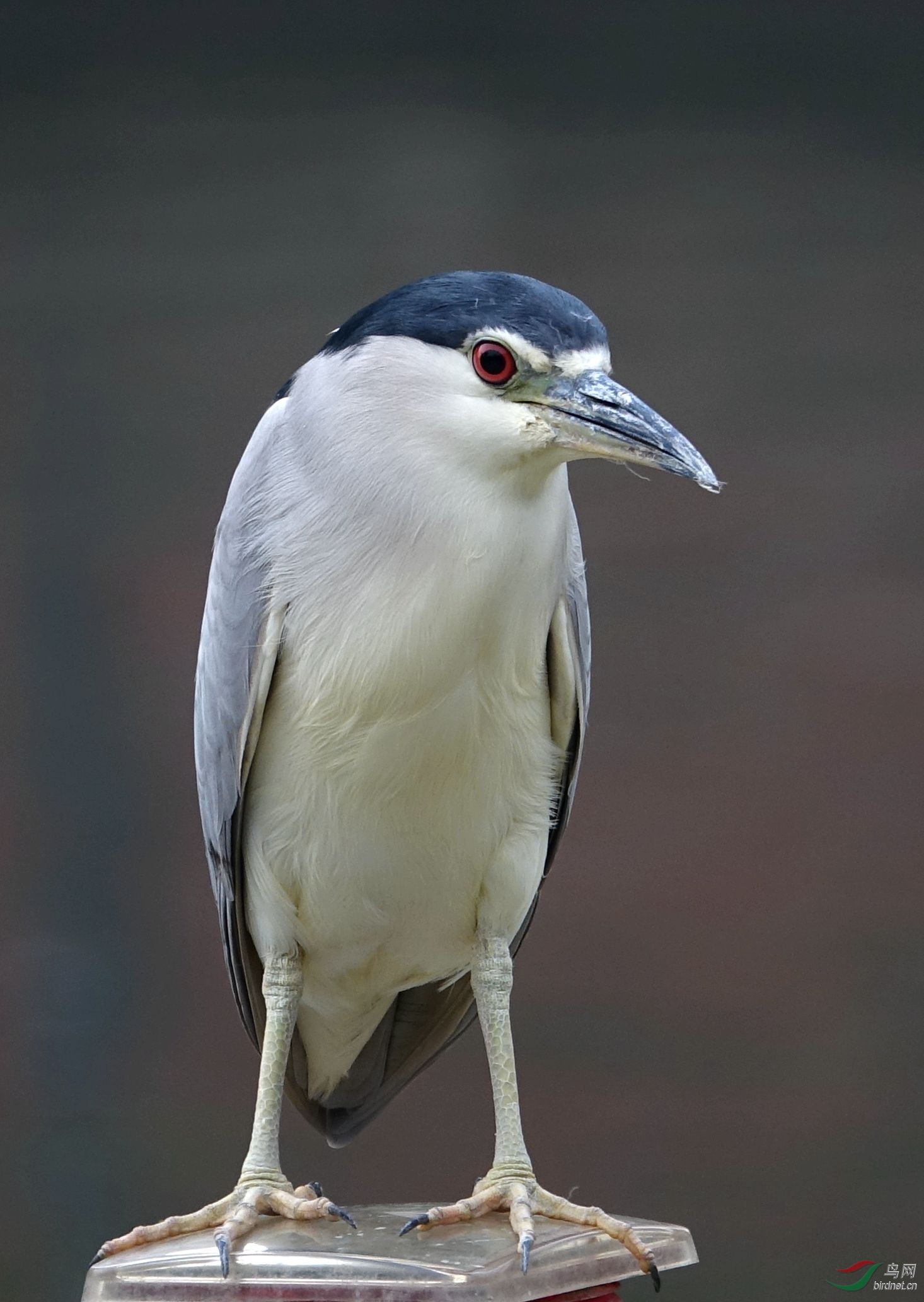 梦清园夜鹭 - 上海版 shanghai 鸟网