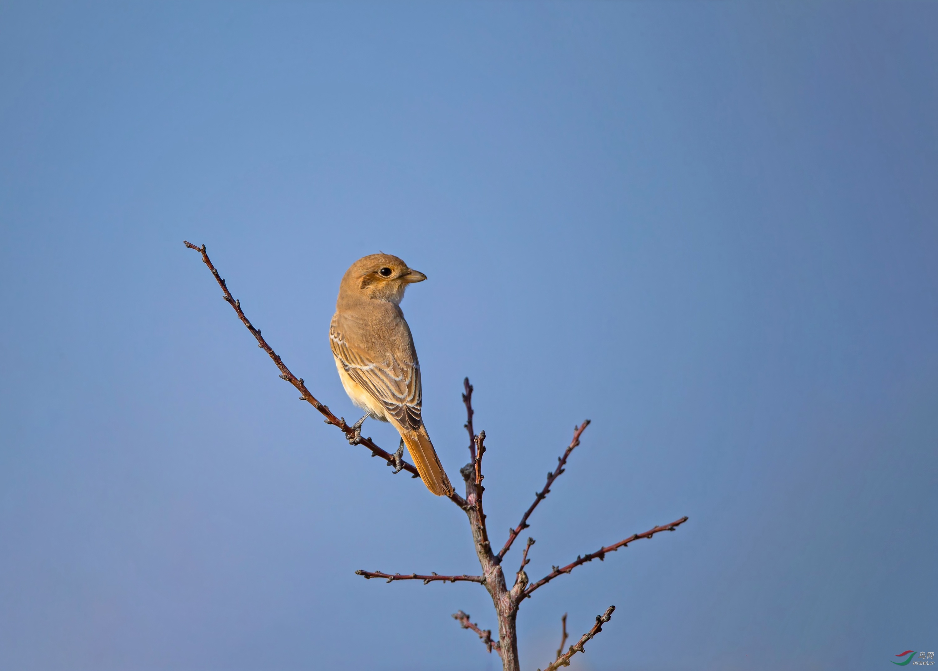 荒漠伯劳 - 甘肃版 gansu 鸟网