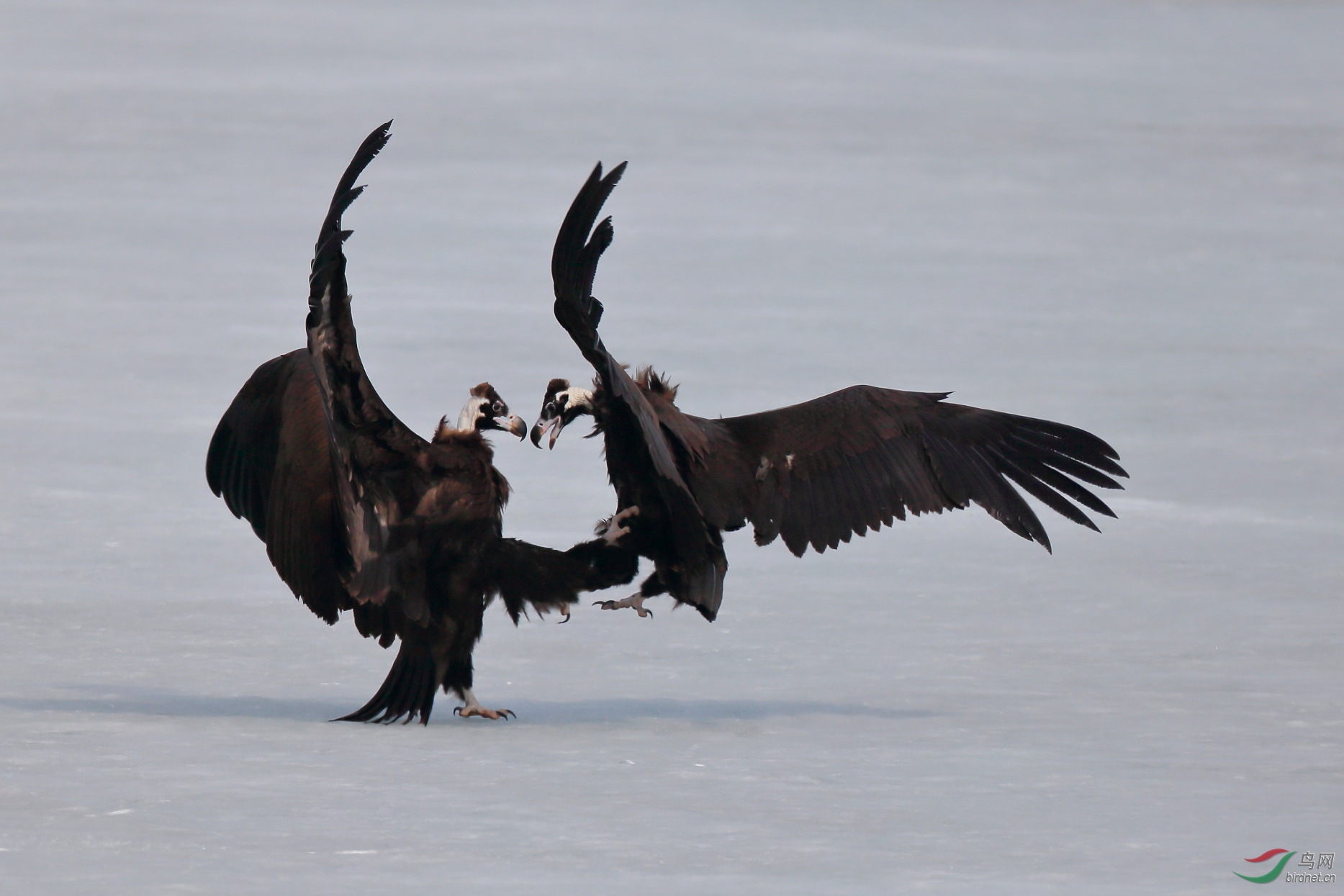 秃鹫打架!jpg