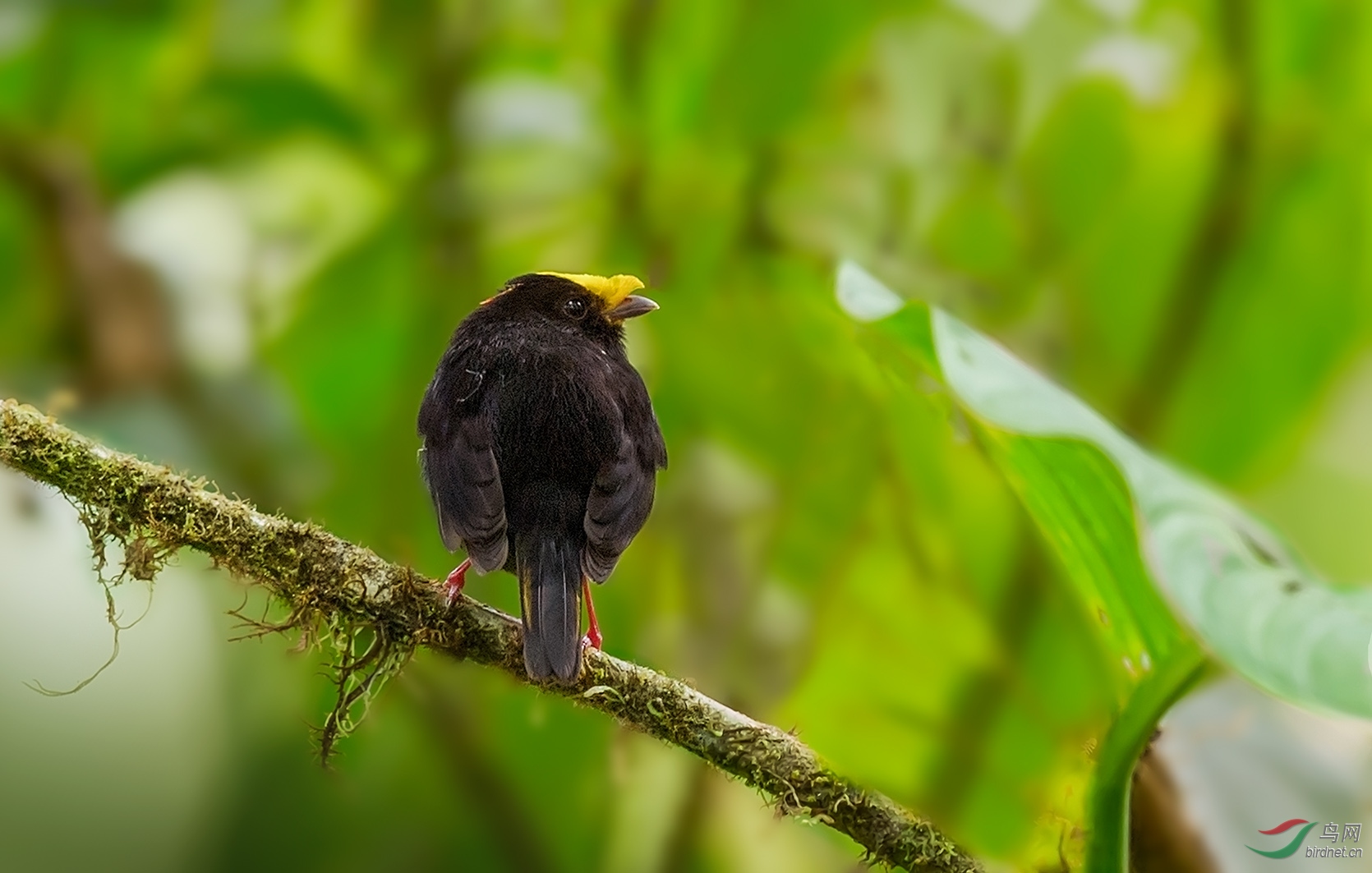 新周问好金翅娇鹟