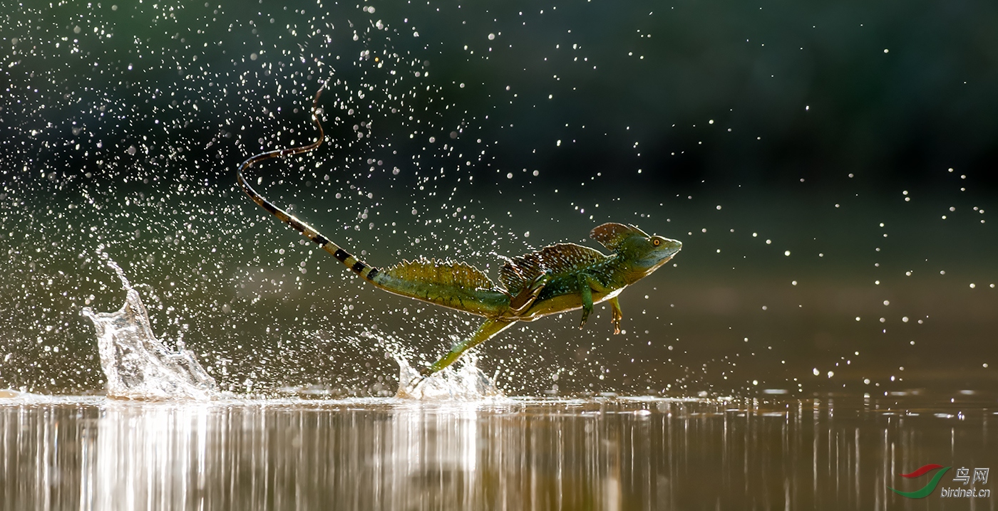 ����-���BEST-0042.ˮ������wxyAuthentic_Wildlife_Walking_On_Water.jpg