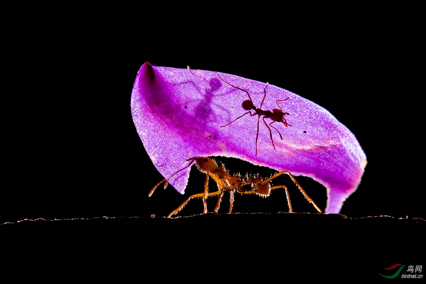 ����-����HM-0623.��������wxyAuthentic_Wildlife_Piece.jpg