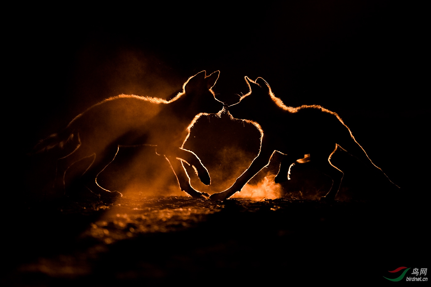 ����-����HM-0763.ҹ����wxyAuthentic_Wildlife_Dust_Bath.jpg