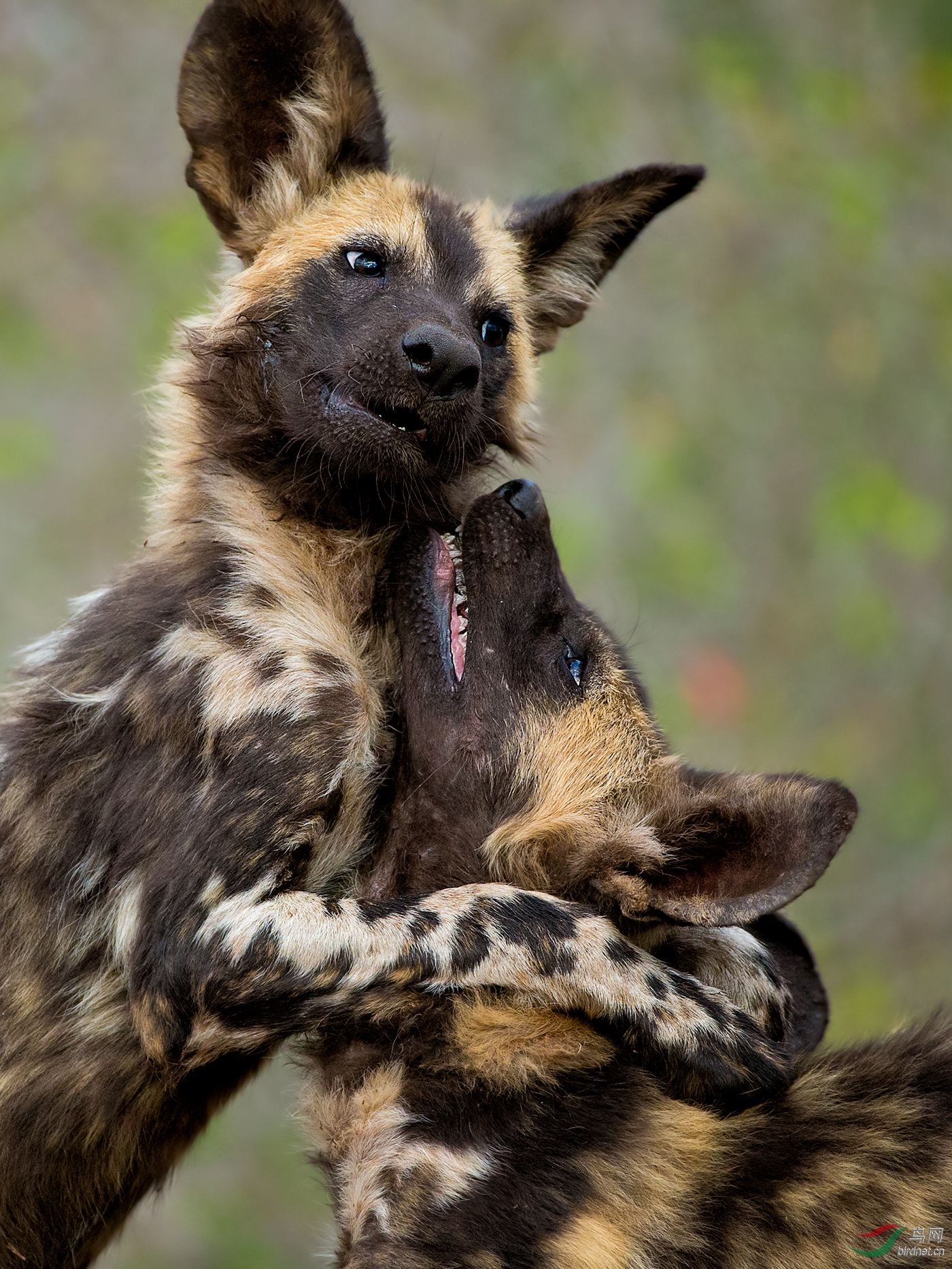 ����-����HM-0103.����˭��˭wxyAuthentic_Wildlife_Brotherly_Love.jpg