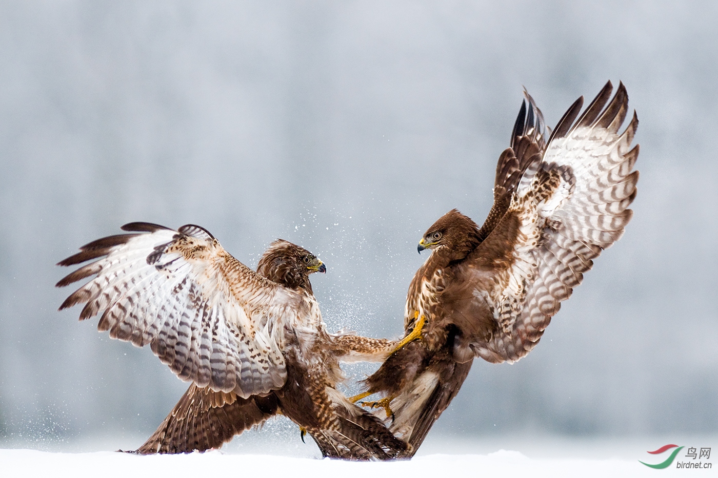 ����-HM����-OK 1967.������wxyAuthentic_Wild_Bird_Game_Of_Force.jpg