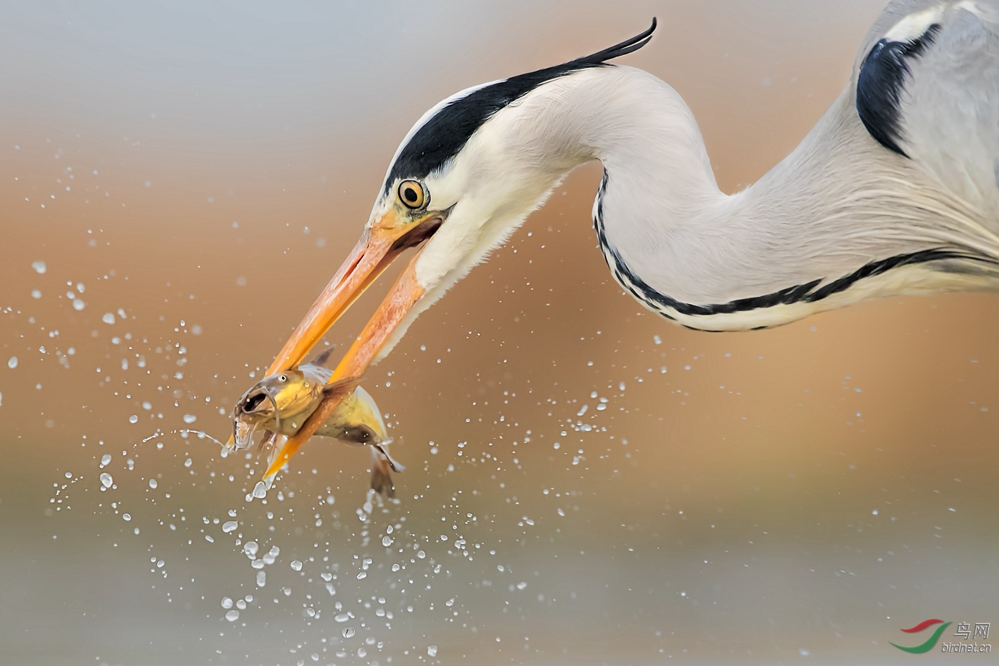 JZUO-�������-A��Χ-0056.Catching in The Moring (��ʳ�ڳ��أ�_��ʵҰ������.jpg