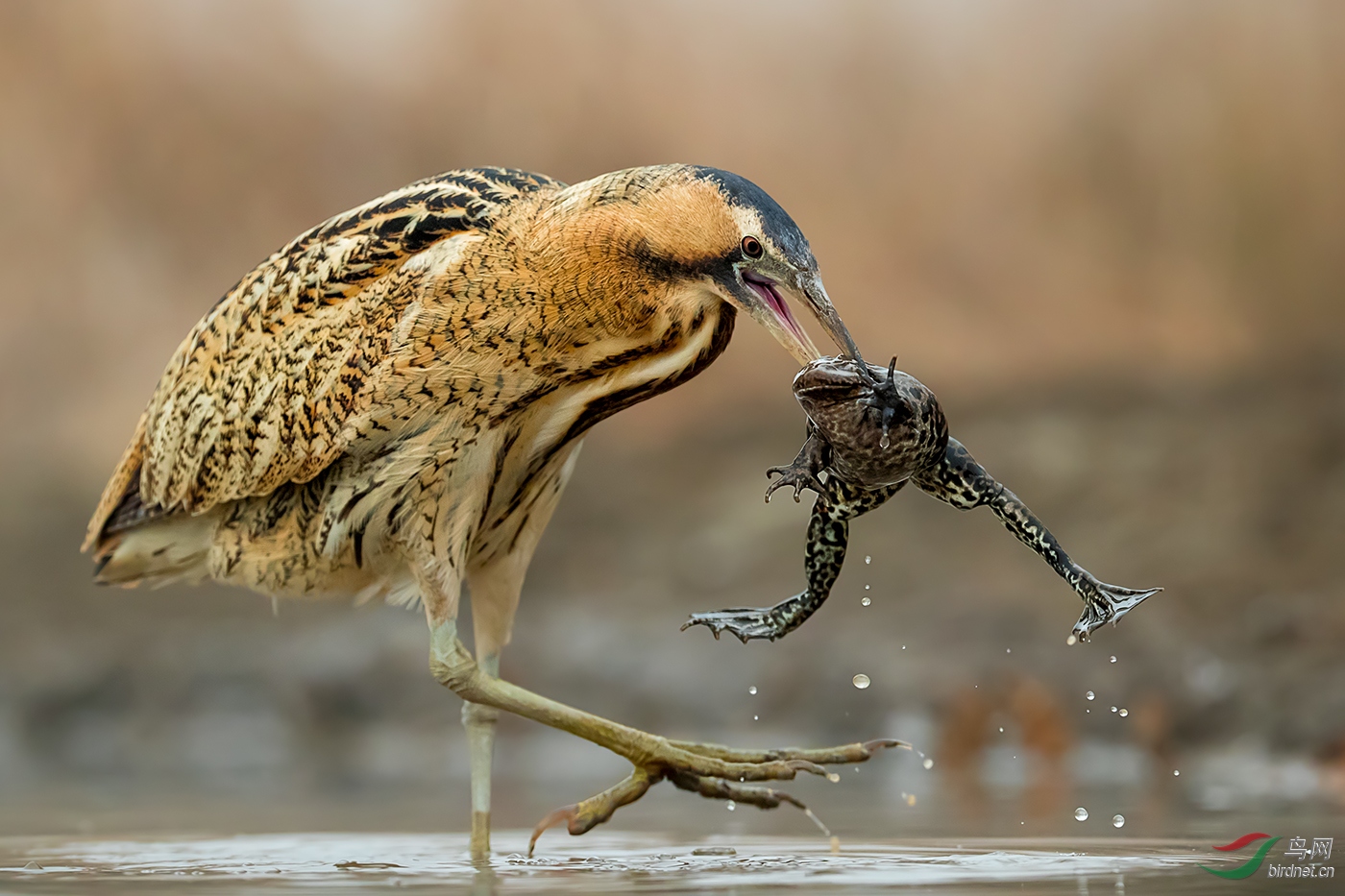����-��Χ-1456.������wxyAuthentic_Wild_Bird_ Big_Bite.jpg
