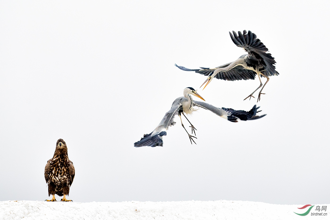 ����-��Χ-2355.ĬĬ��սwxyAuthentic_Wild_Bird_ Grey_Fighters.jpg