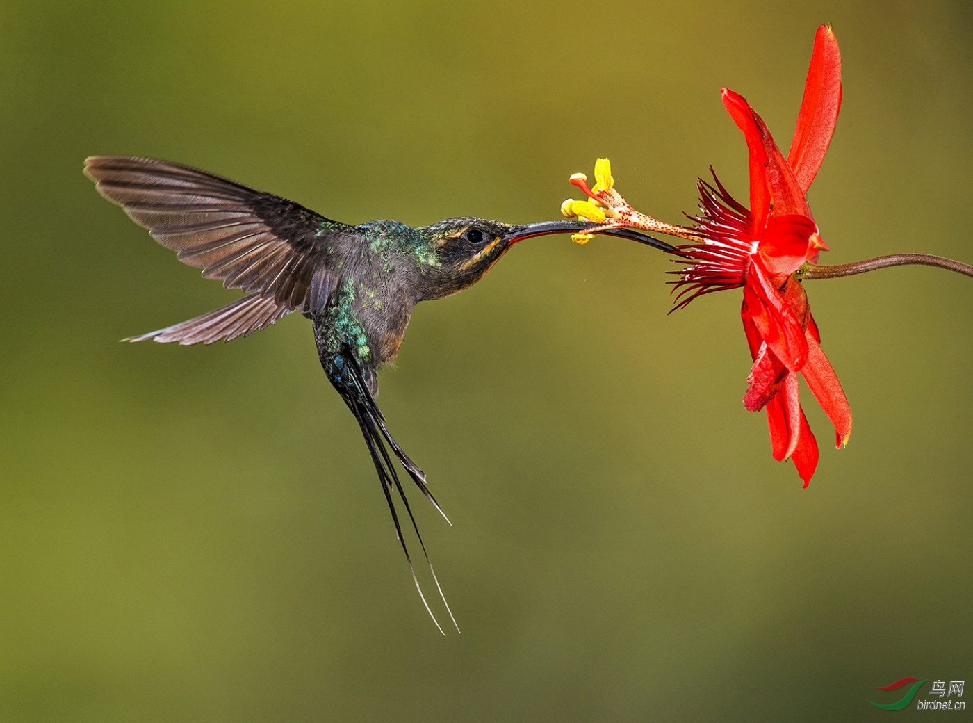 �±��á���Baoting Chen-A��Χ-2217.������ʳwxy129-pic-5b9bd8f1863bc.jpg